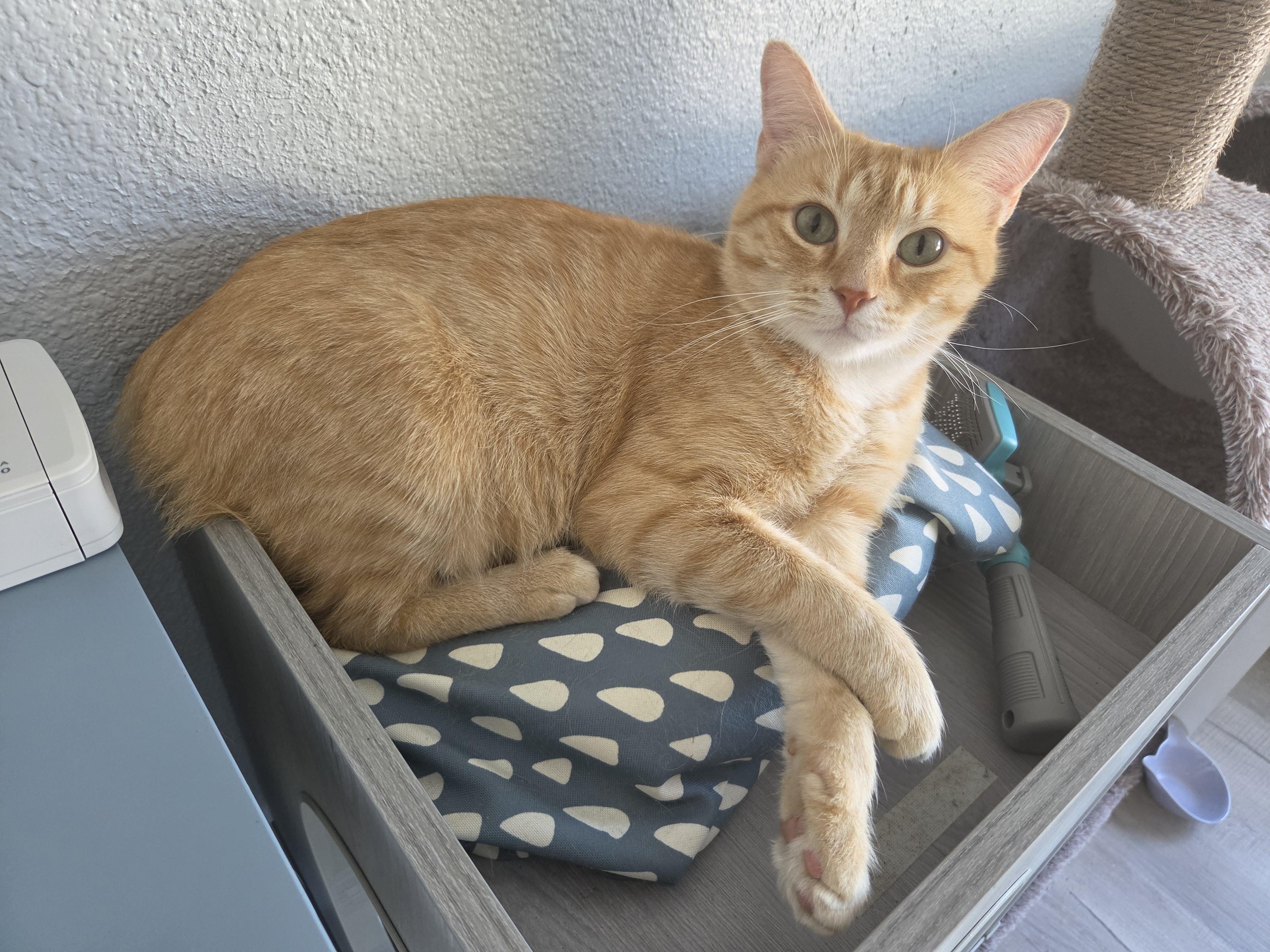 Margarita, a ADOPTABLE Manx in Indianapolis, IN image 3/6