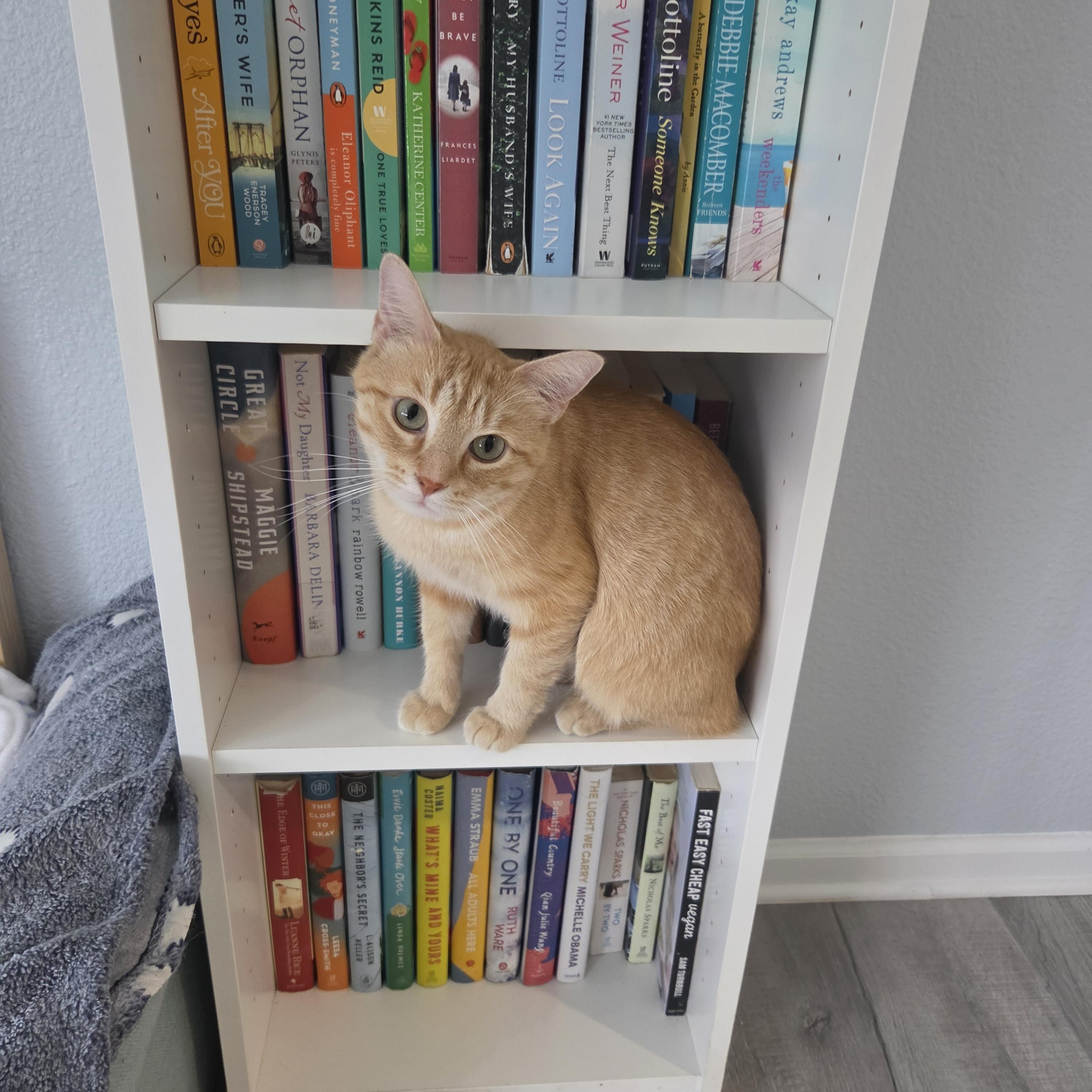 Margarita, a ADOPTABLE Manx in Indianapolis, IN image 6/6