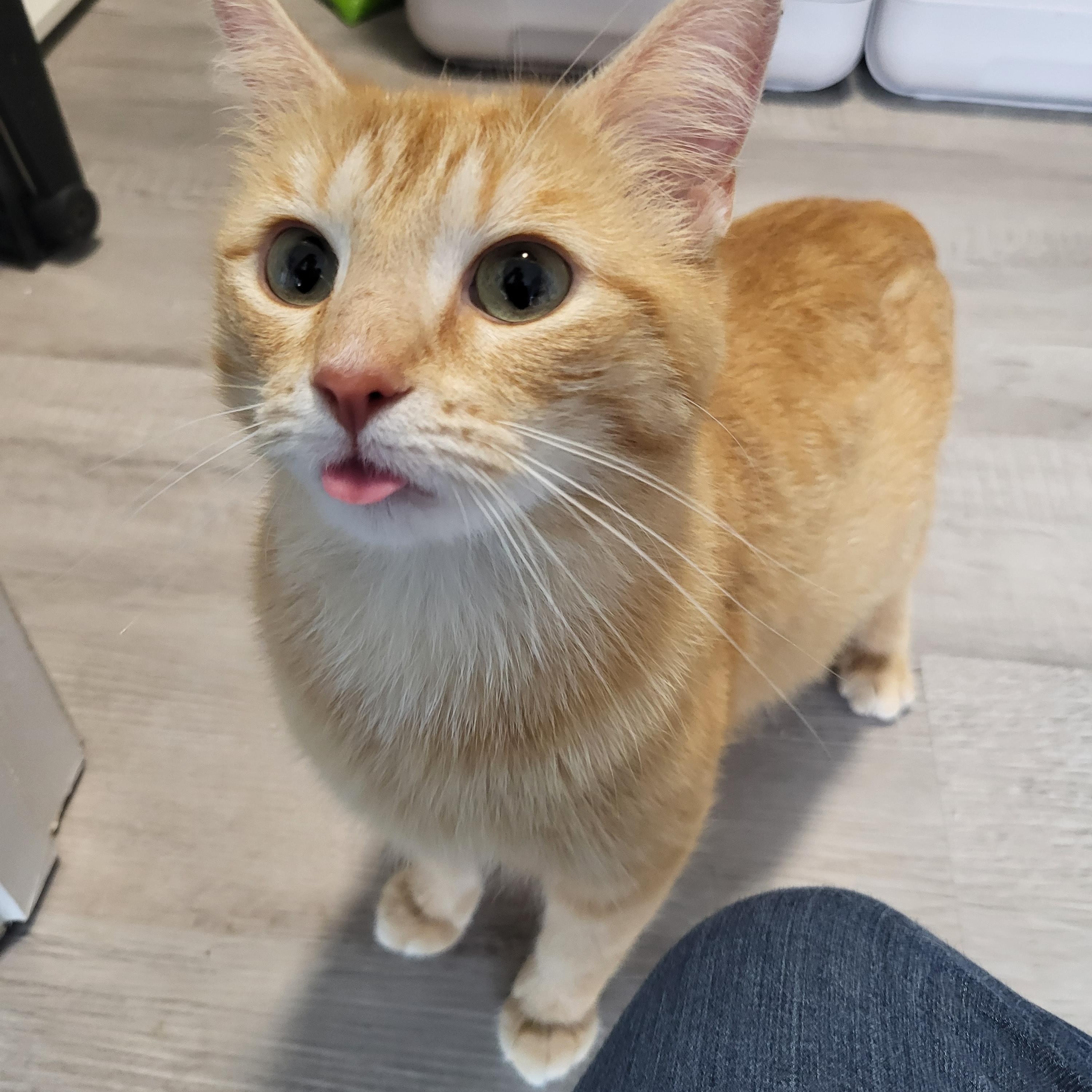 Margarita, a ADOPTABLE Manx in Indianapolis, IN image 4/5