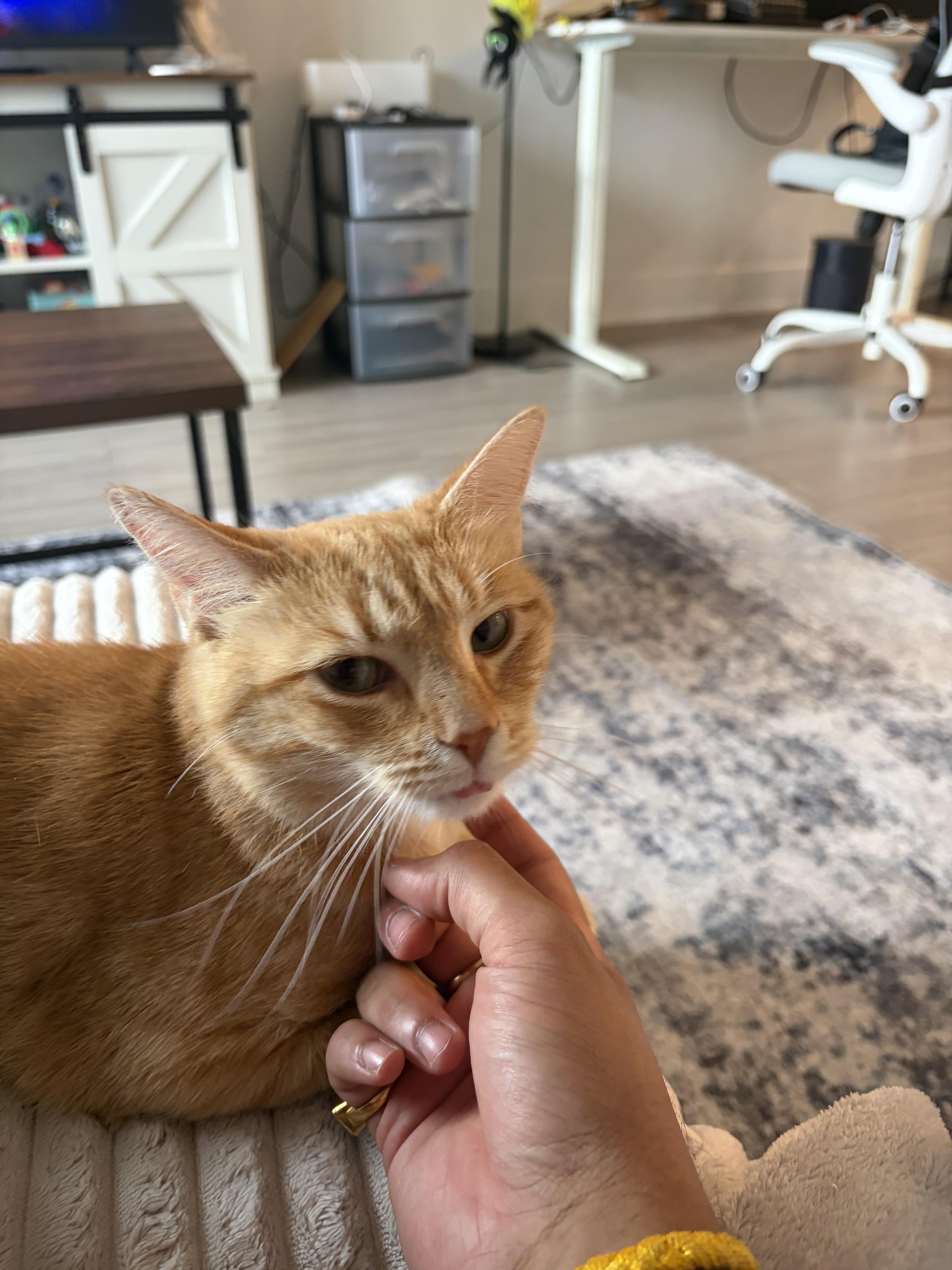 Margarita, a ADOPTABLE Manx in Indianapolis, IN image 5/6