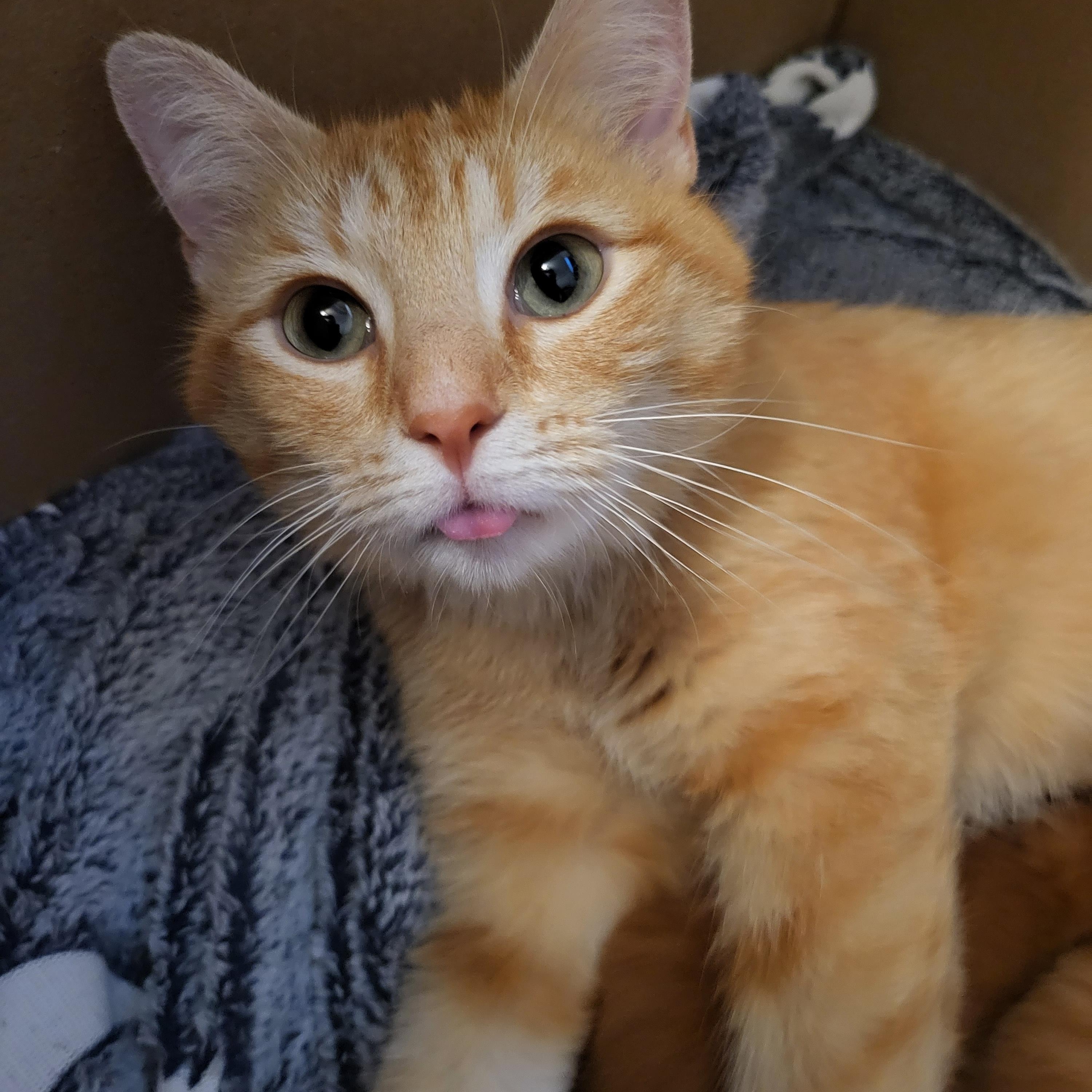 Margarita, a ADOPTABLE Manx in Indianapolis, IN image 5/5