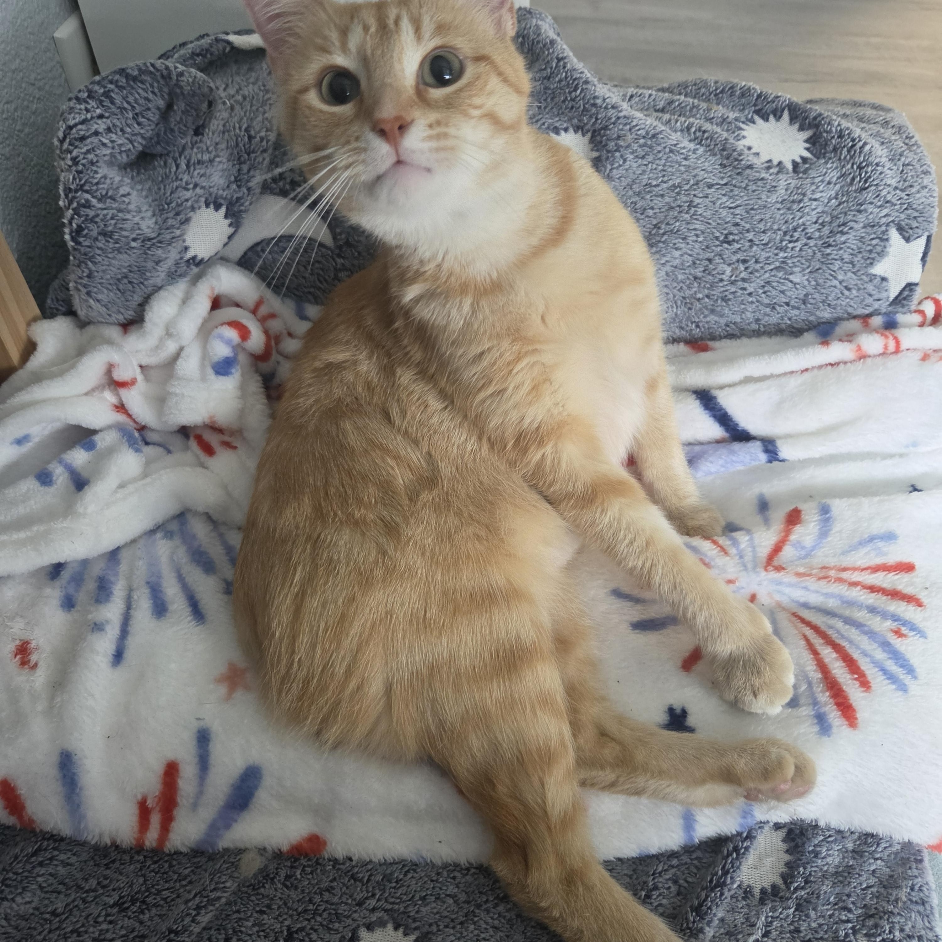 Margarita, a ADOPTABLE Manx in Indianapolis, IN image 5/6