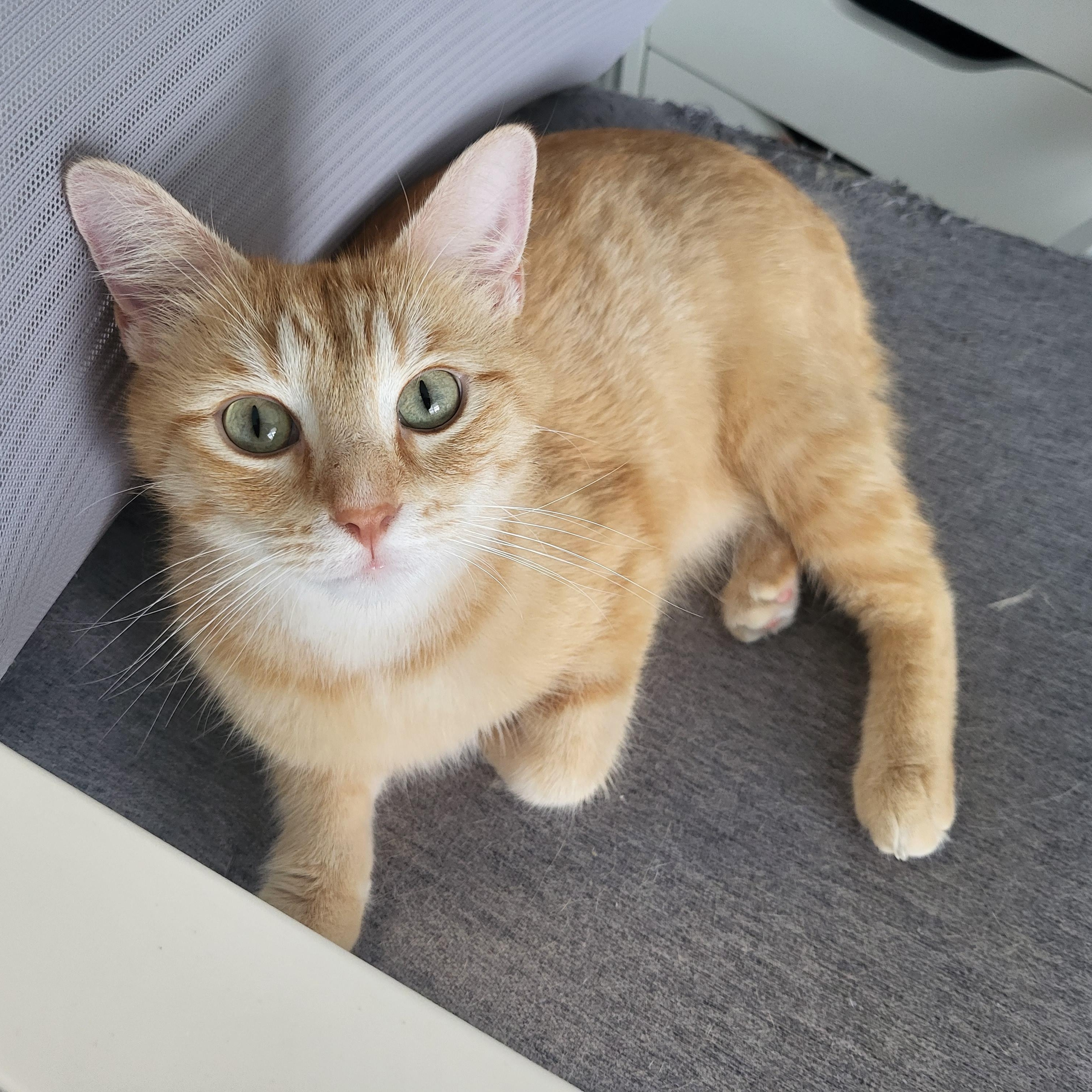 Margarita, ADOPTABLE, Adult Female Manx.