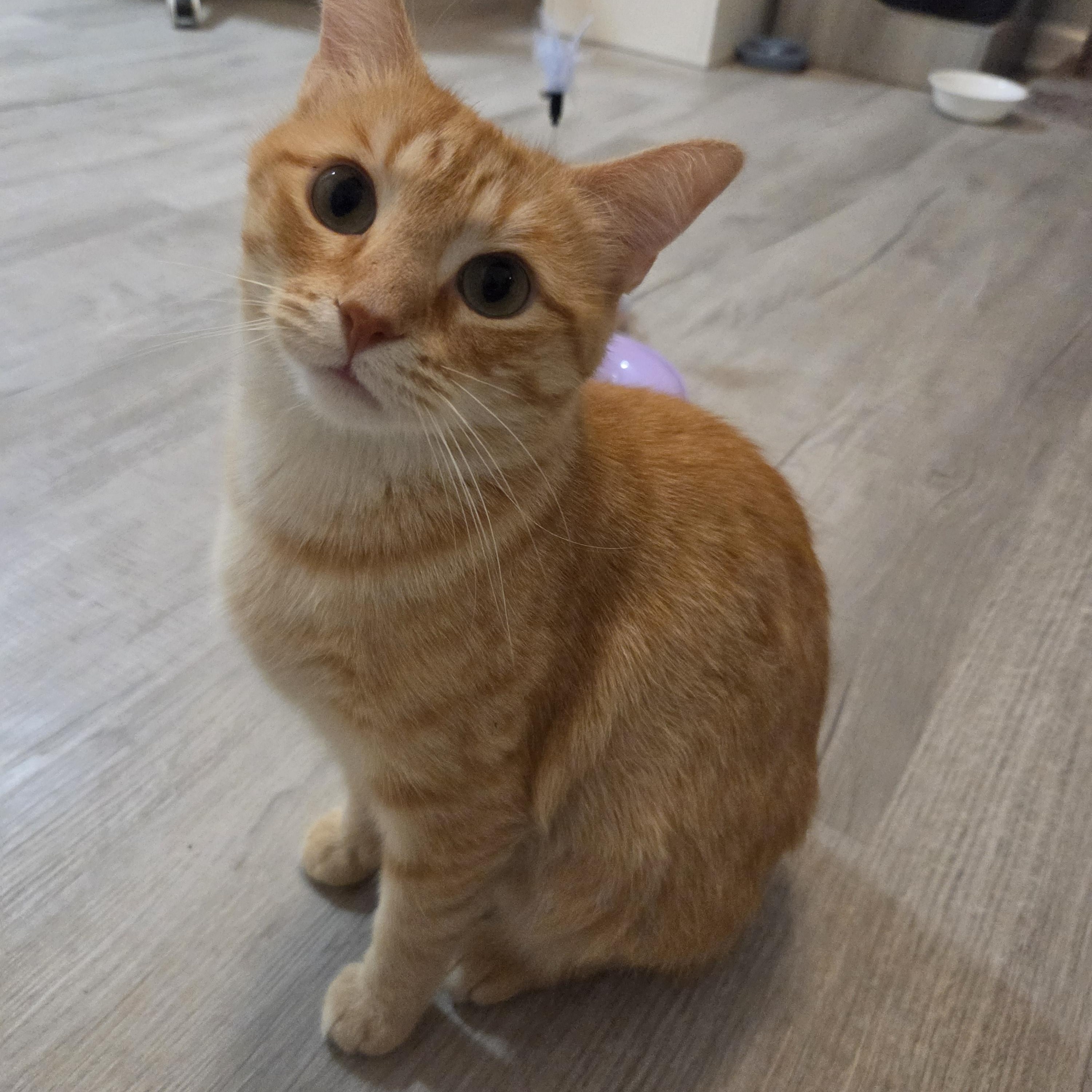 Margarita, a ADOPTABLE Manx in Indianapolis, IN image 4/6