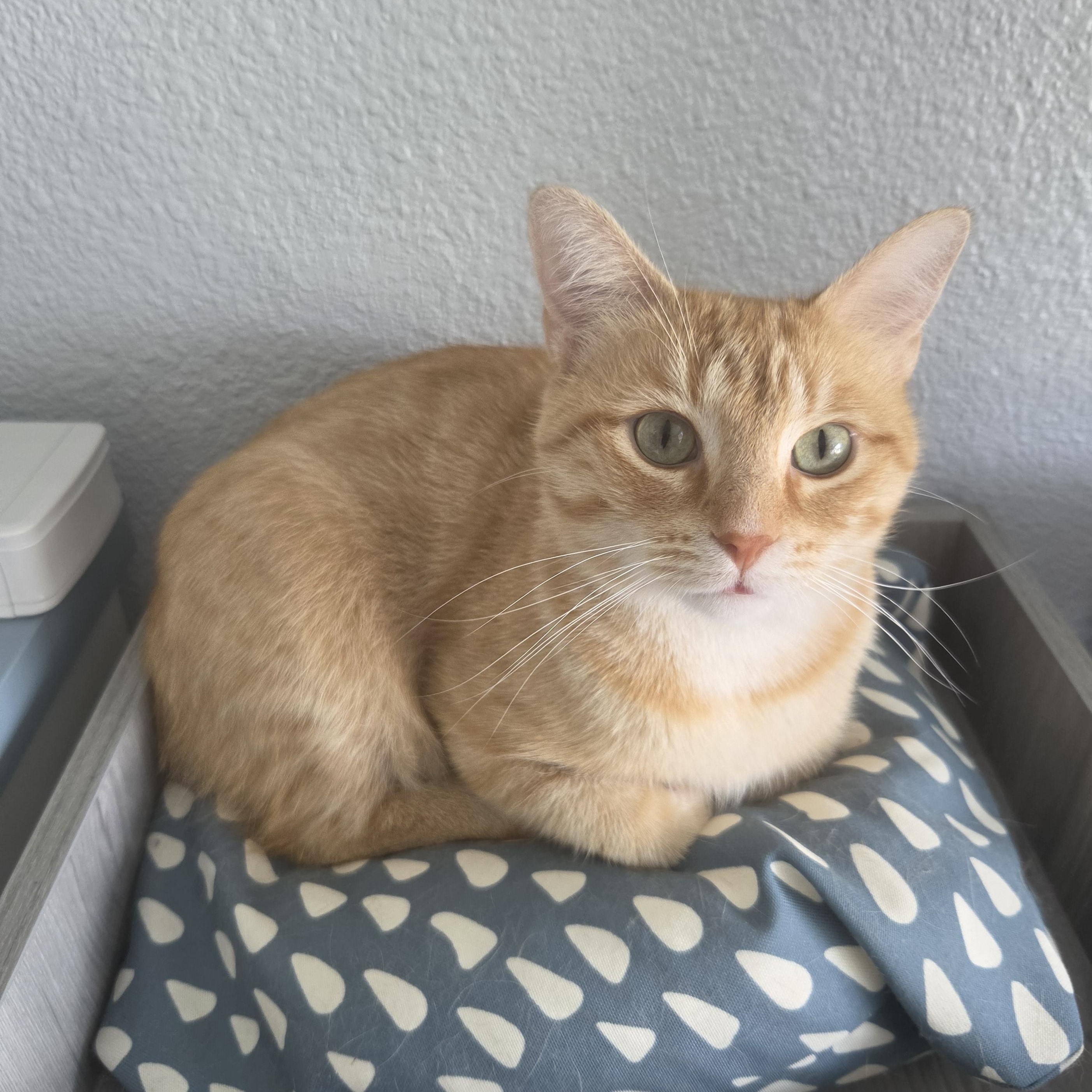 Margarita, a ADOPTABLE Manx in Indianapolis, IN image 1/6