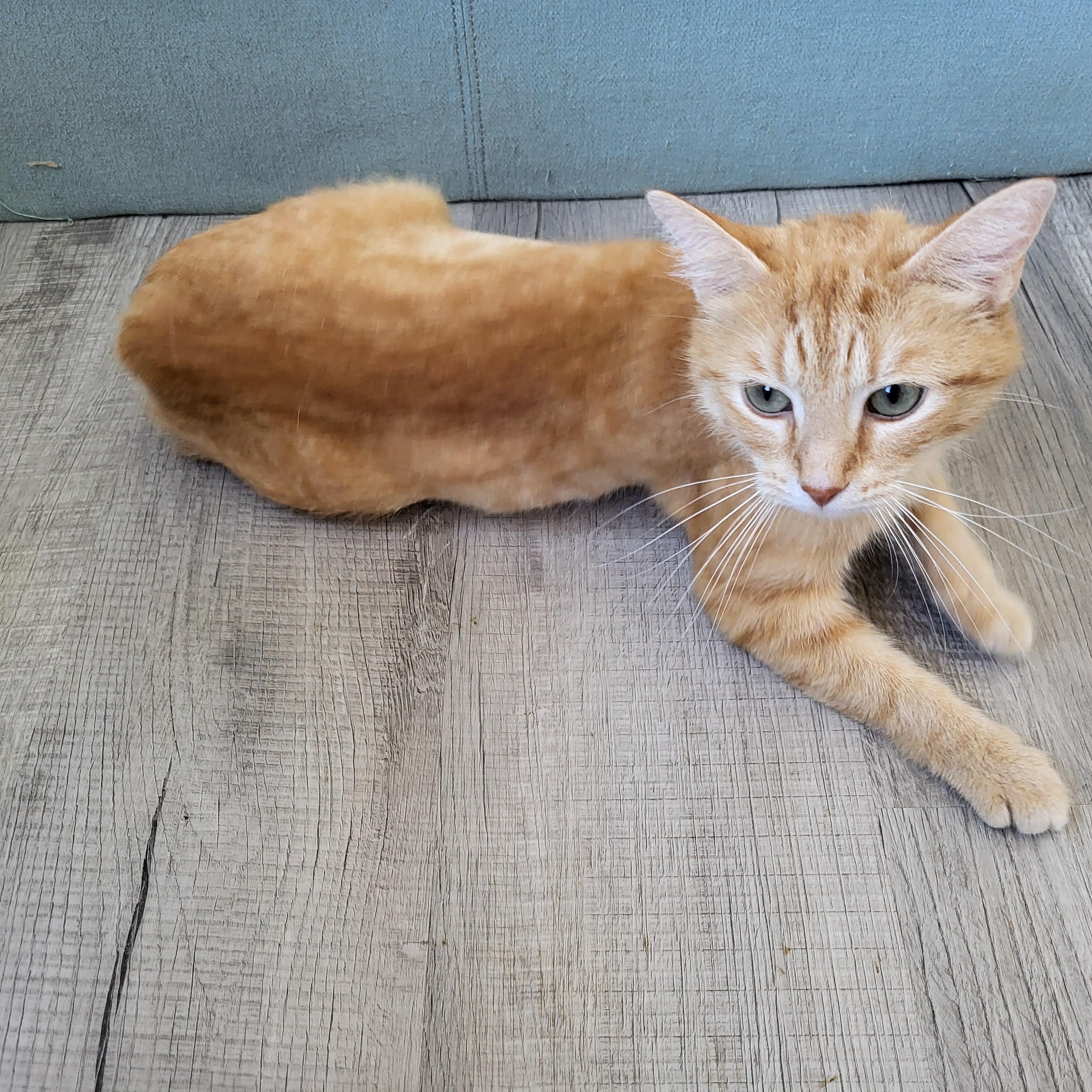 Margarita, a ADOPTABLE Manx in Indianapolis, IN image 2/5