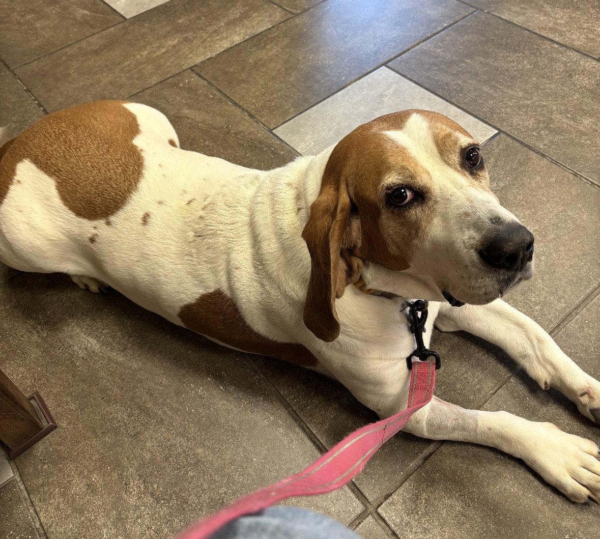 Enlarge Daisy (4/2026), a Adoptable Basset Hound in Brookville, OH image 1/2