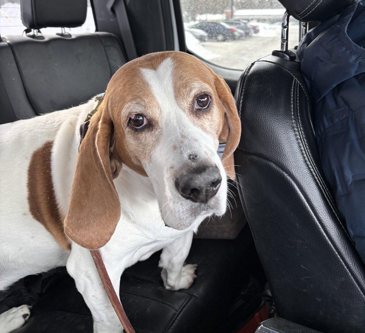 Enlarge Daisy (4/2026), a Adoptable Basset Hound in Brookville, OH image 2/2