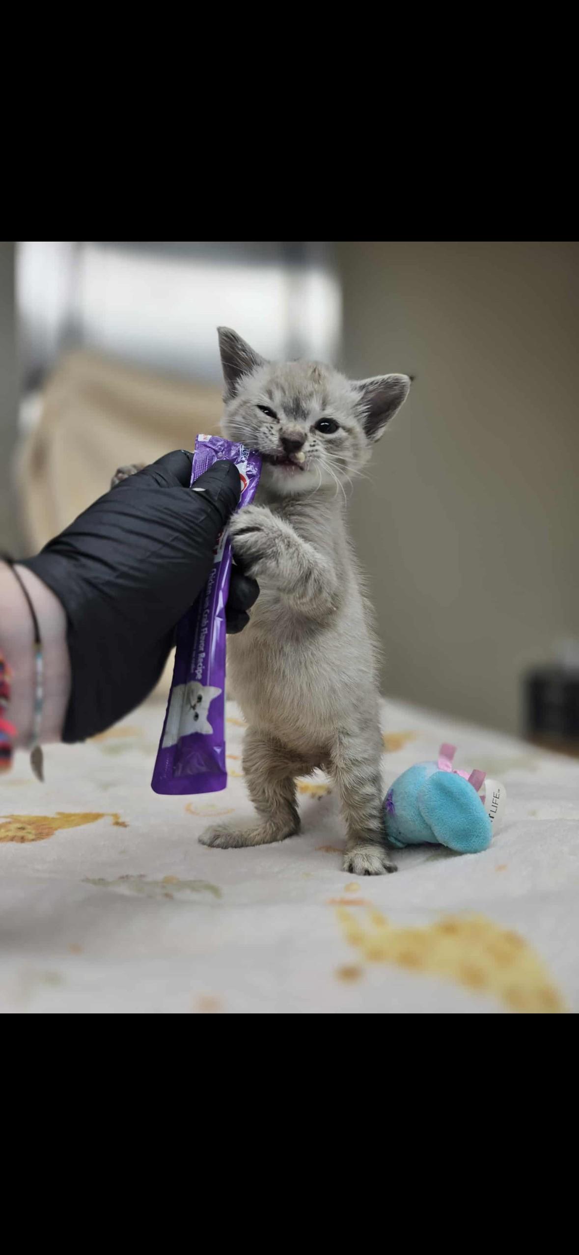 Enlarge Noelle, an adopted Domestic Short Hair in Jenks, OK image 1/1