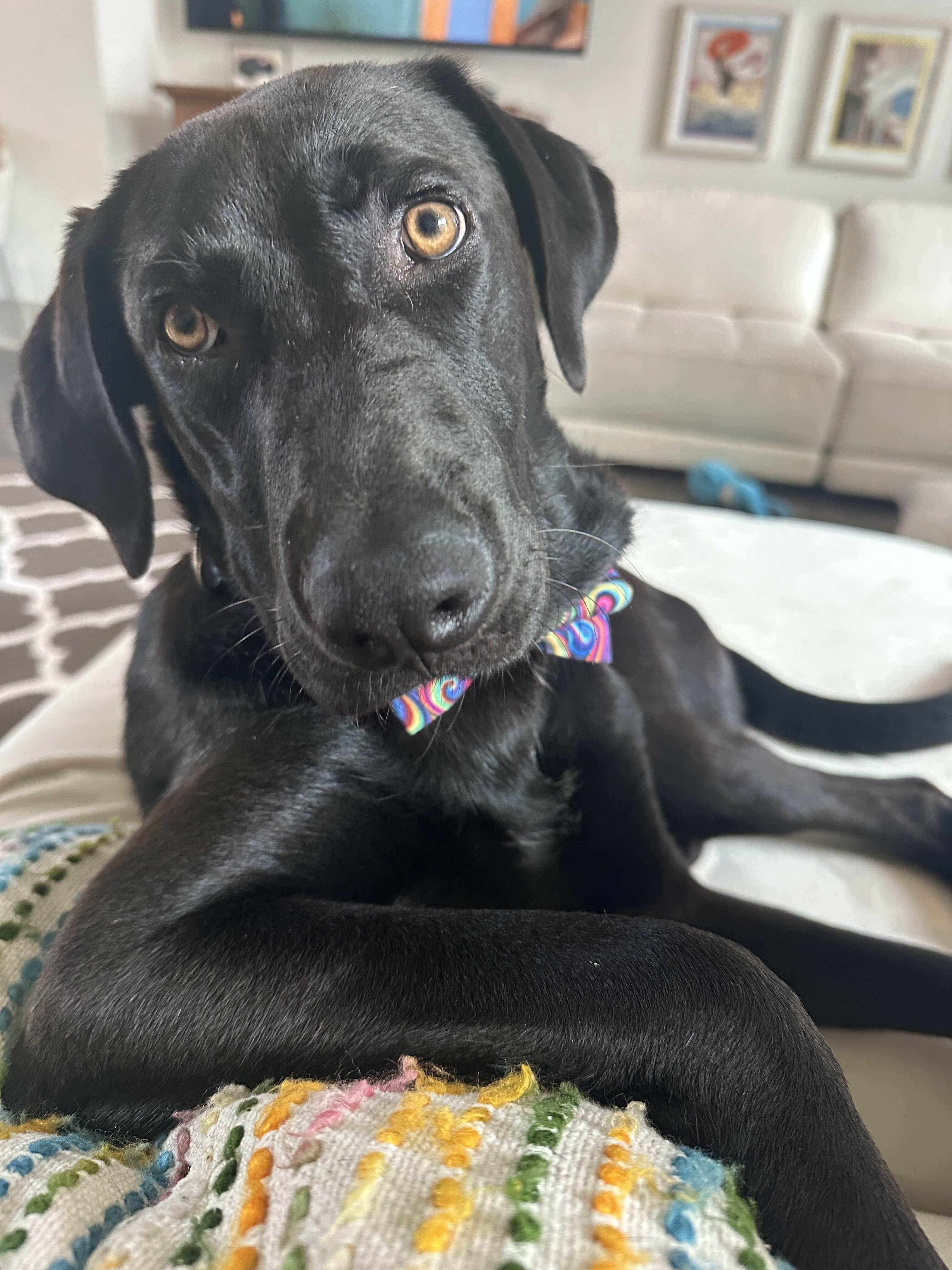 Velcro, ADOPTABLE, Young Male Black Labrador Retriever.