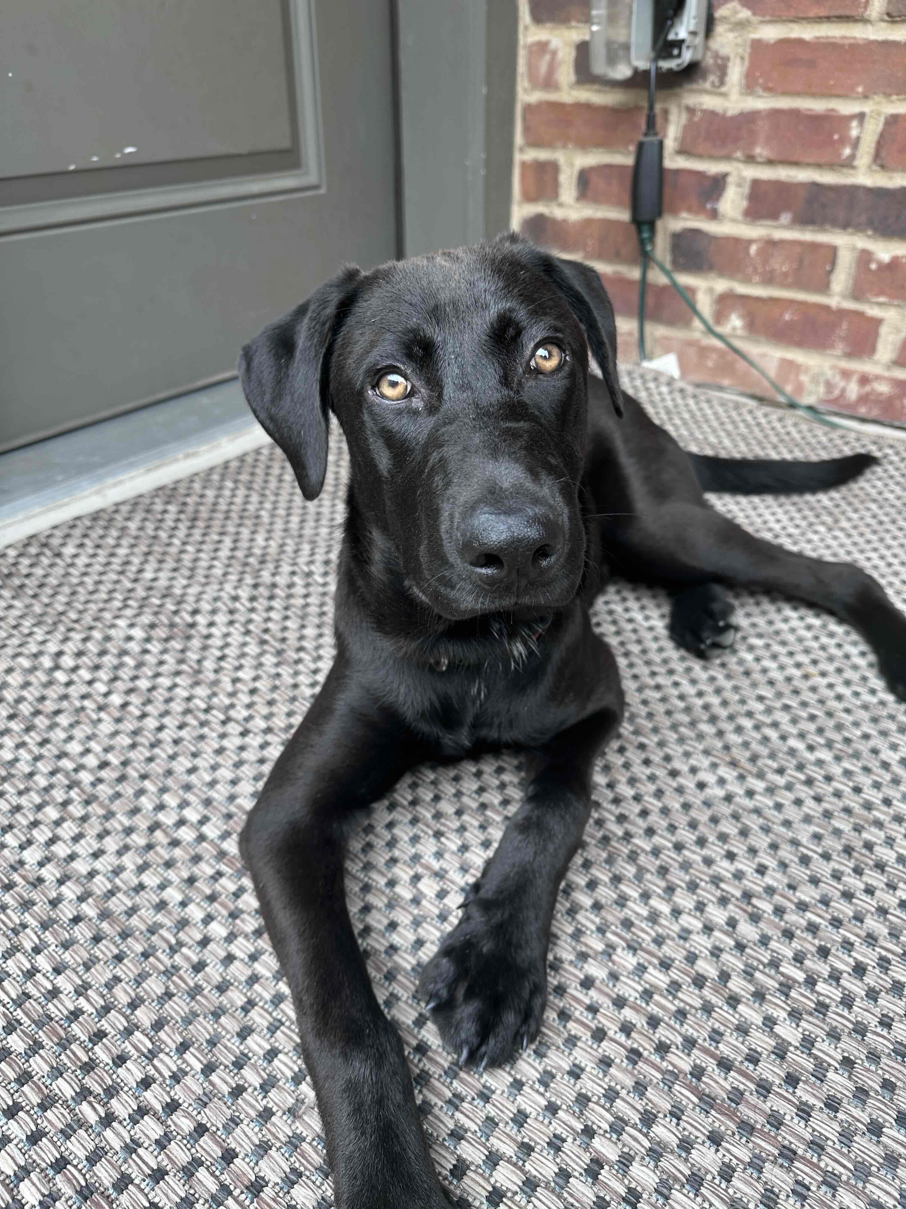 Velcro, a ADOPTABLE mixed breed in Killingworth, CT image 2/6