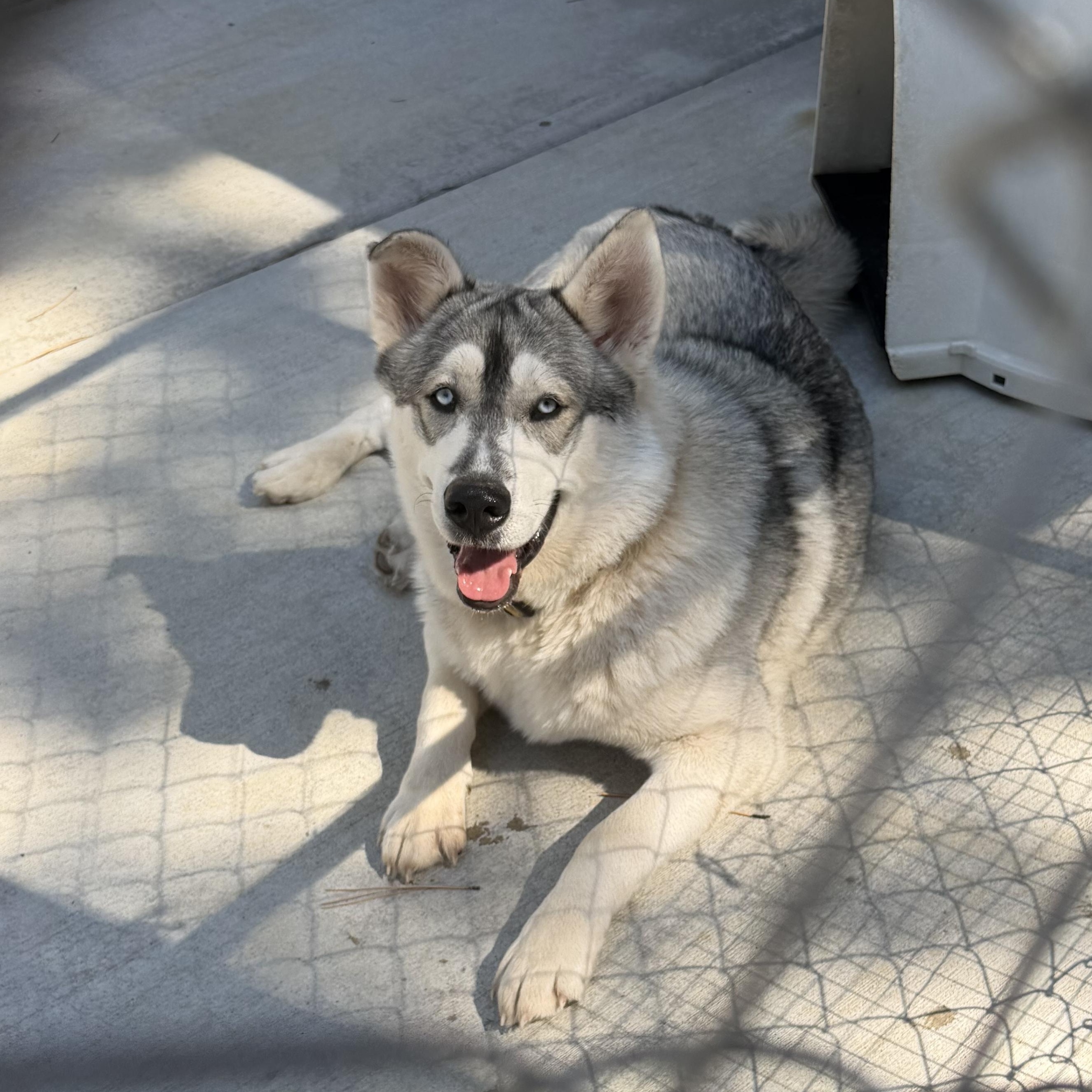 Canute, Adoptable, Adult Male Alaskan Malamute.