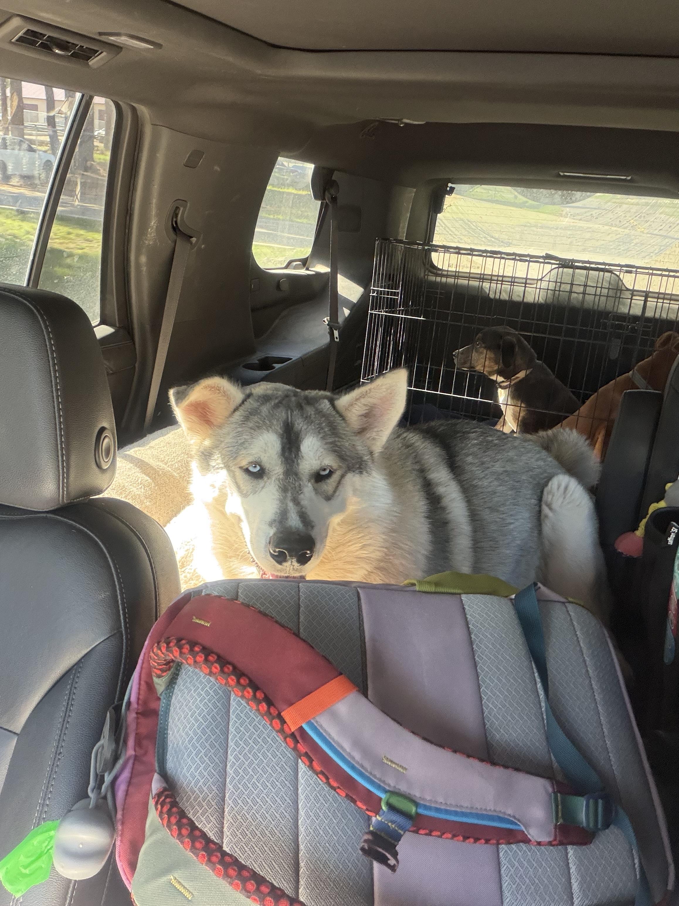 Enlarge Canute, a Adoptable mixed breed in Pagosa Springs, CO image 2/2