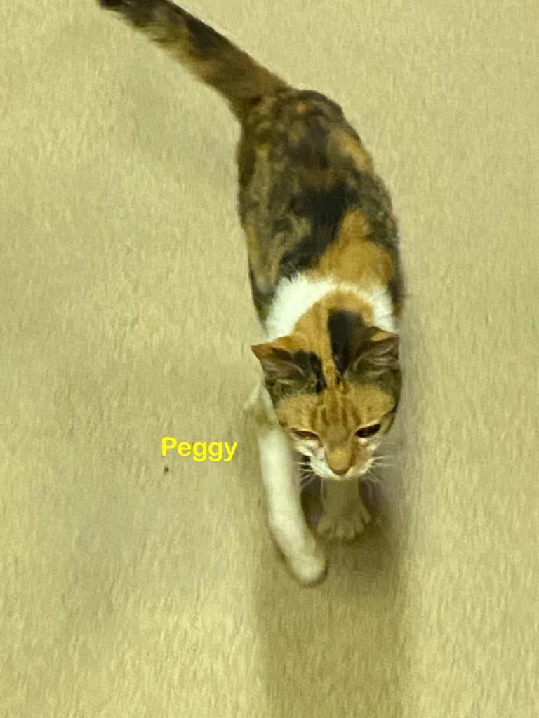 Peggy, Adoptable, Adult Female Domestic Short Hair.