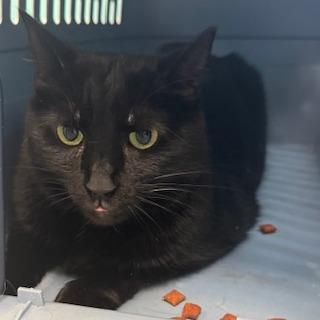 Beeo, ADOPTABLE, Adult Male Domestic Short Hair.
