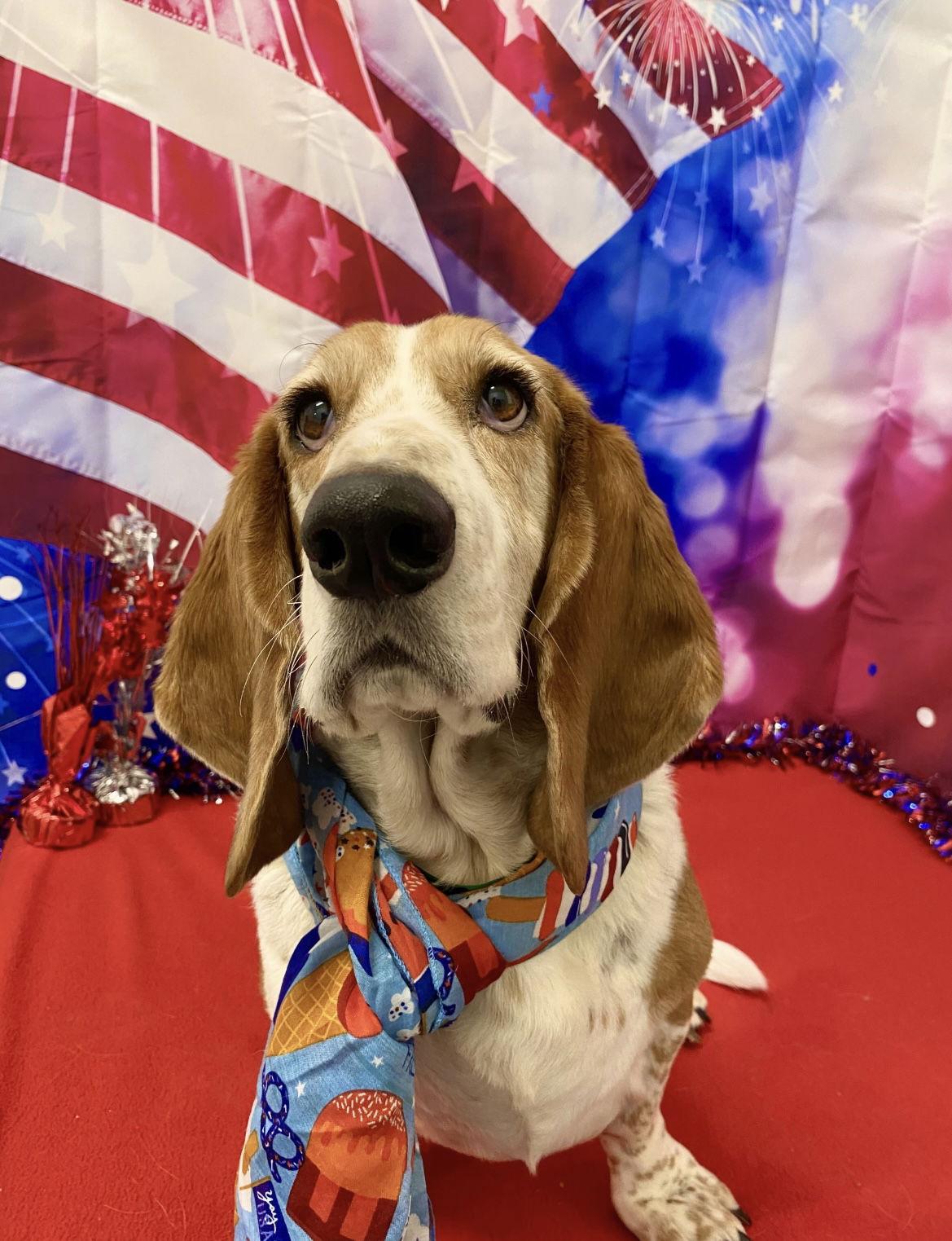 Jaxx, Adoptable, Senior Male Basset Hound.