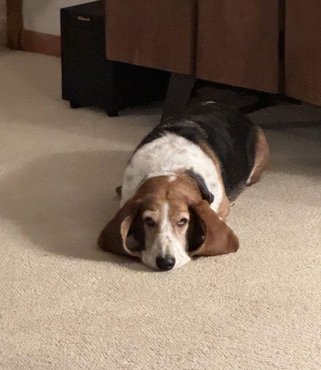 Enlarge Jaxx, a Adoptable Basset Hound in Carrollton, TX image 2/2