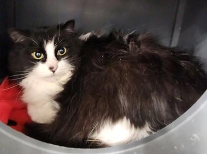 Enlarge Kiki, a ADOPTABLE Domestic Long Hair in Butte, MT image 1/1
