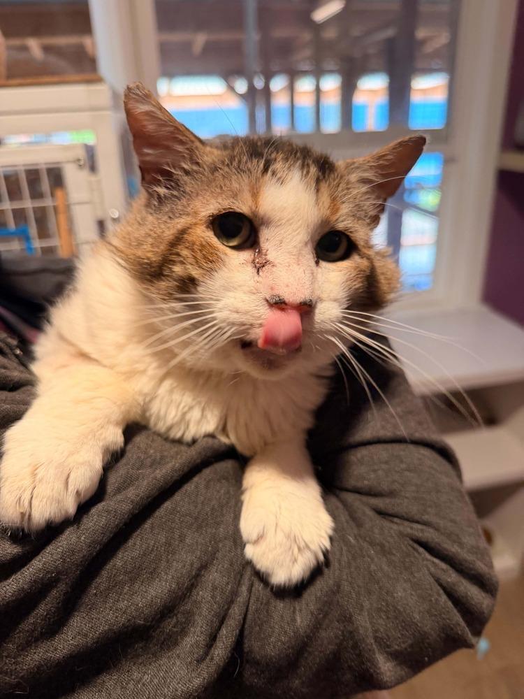 Callan, Adoptable, Adult Male Domestic Short Hair.