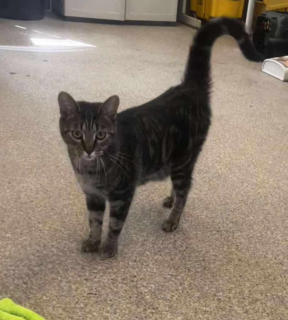 Oakley, Adoptable, Young Male Domestic Short Hair.