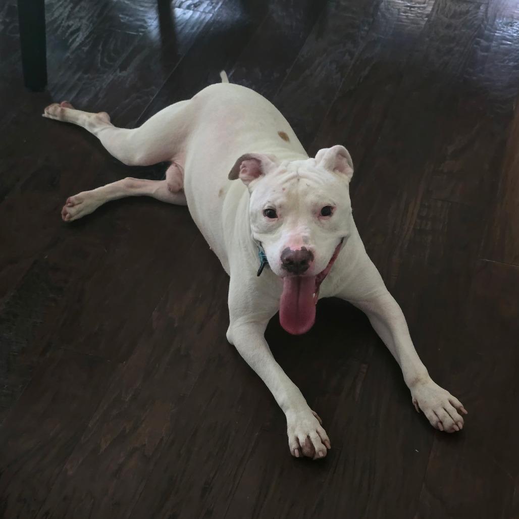 Enlarge Tobey (obedience trained/house trained/ energetic), a Adoptable Pit Bull Terrier in San Antonio, TX image 4/5