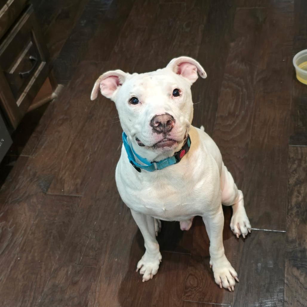 Enlarge Tobey (obedience trained/house trained/ energetic), a Adoptable Pit Bull Terrier in San Antonio, TX image 3/5