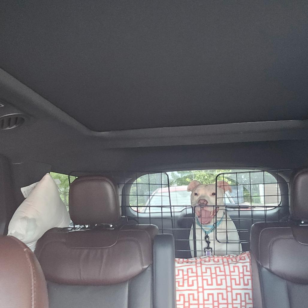 Enlarge Tobey (obedience trained/house trained/ energetic), a Adoptable Pit Bull Terrier in San Antonio, TX image 2/5