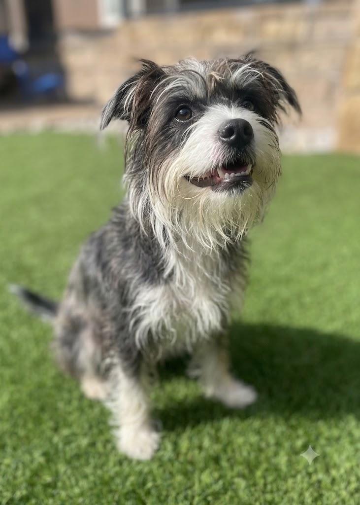 BUDDY, Adopted, Young Male Affenpinscher & Bearded Collie.