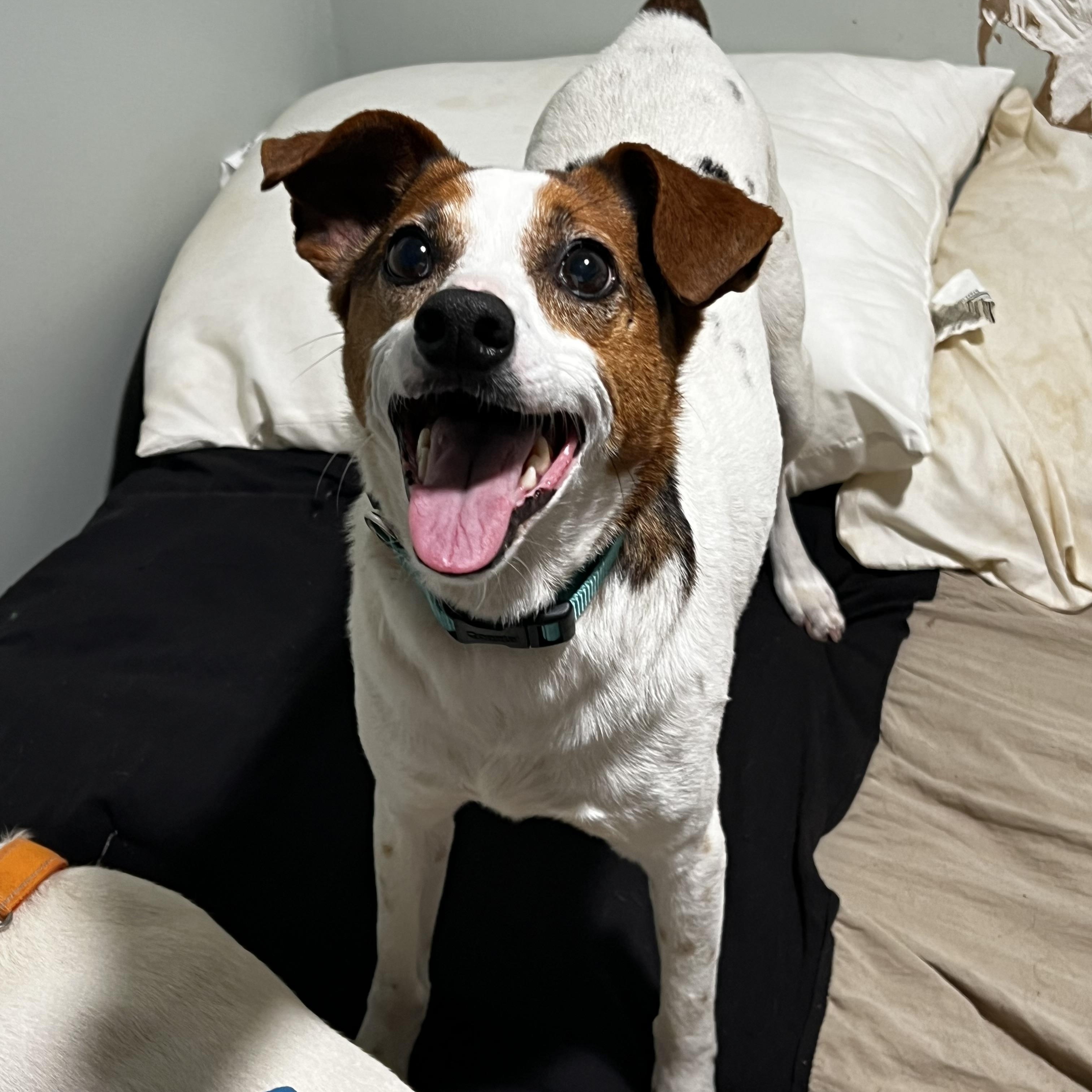 Enlarge Chico, a ADOPTABLE Feist in Myrtle, MS image 1/6