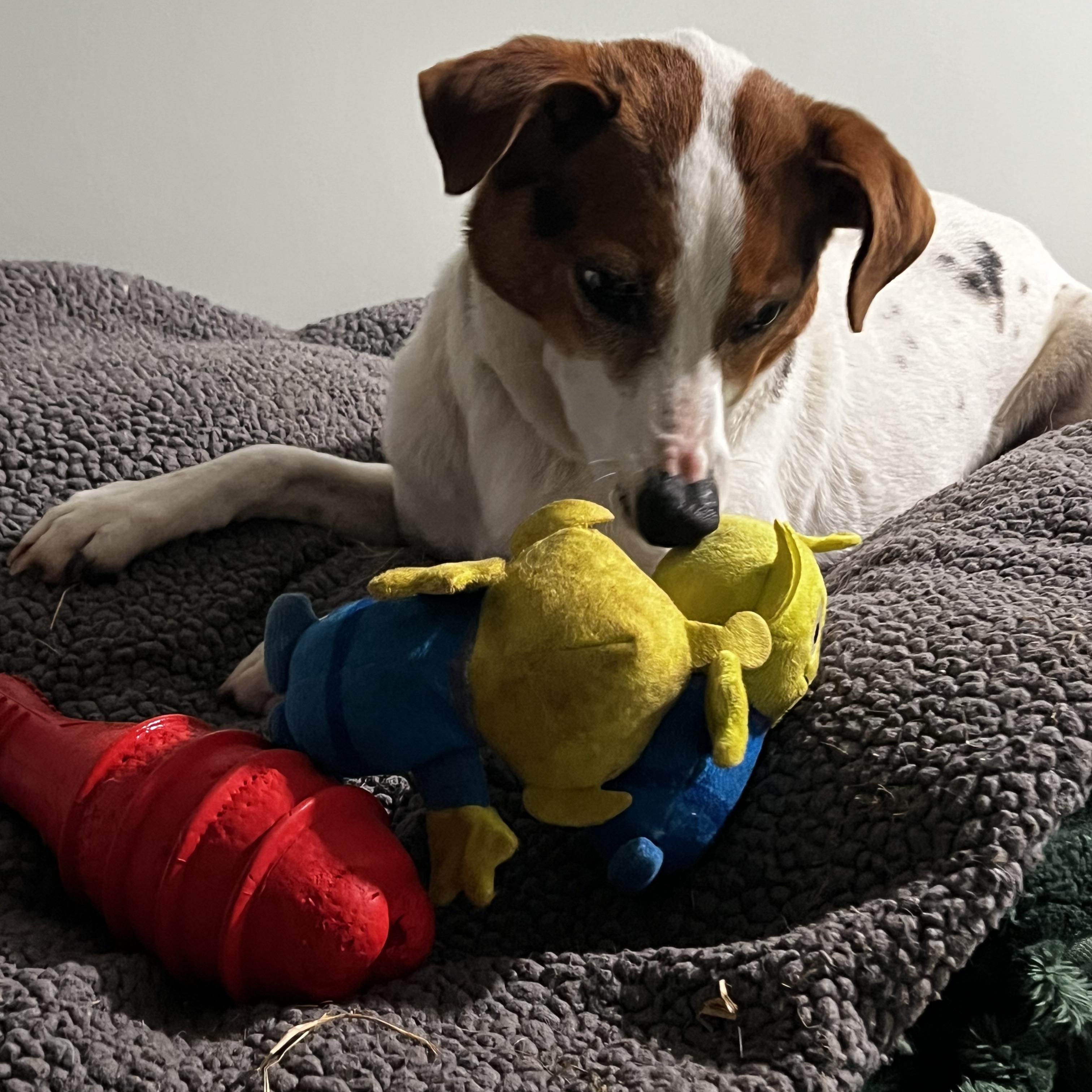 Enlarge Chico, a ADOPTABLE Feist in Myrtle, MS image 6/6