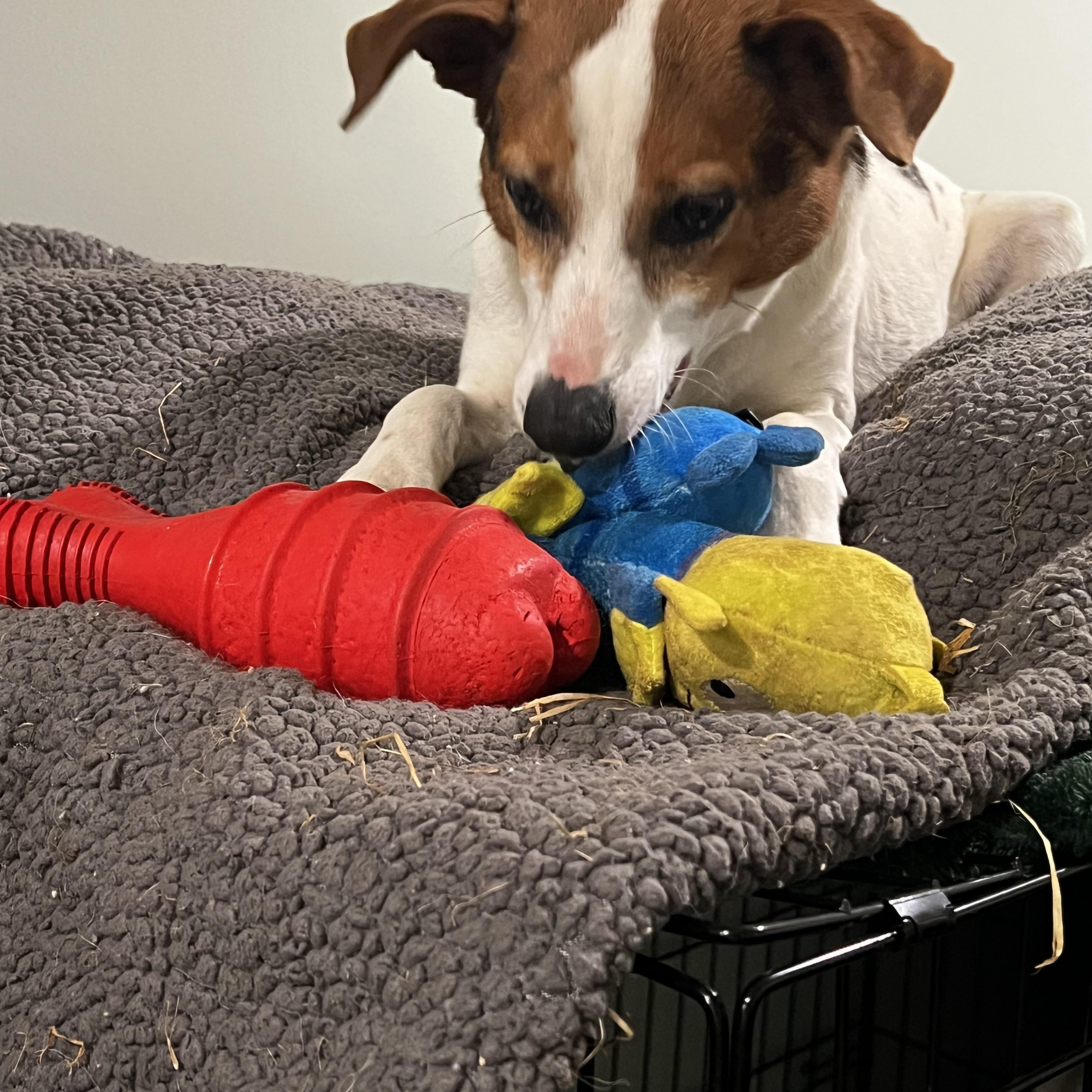 Enlarge Chico, a ADOPTABLE Feist in Myrtle, MS image 4/6