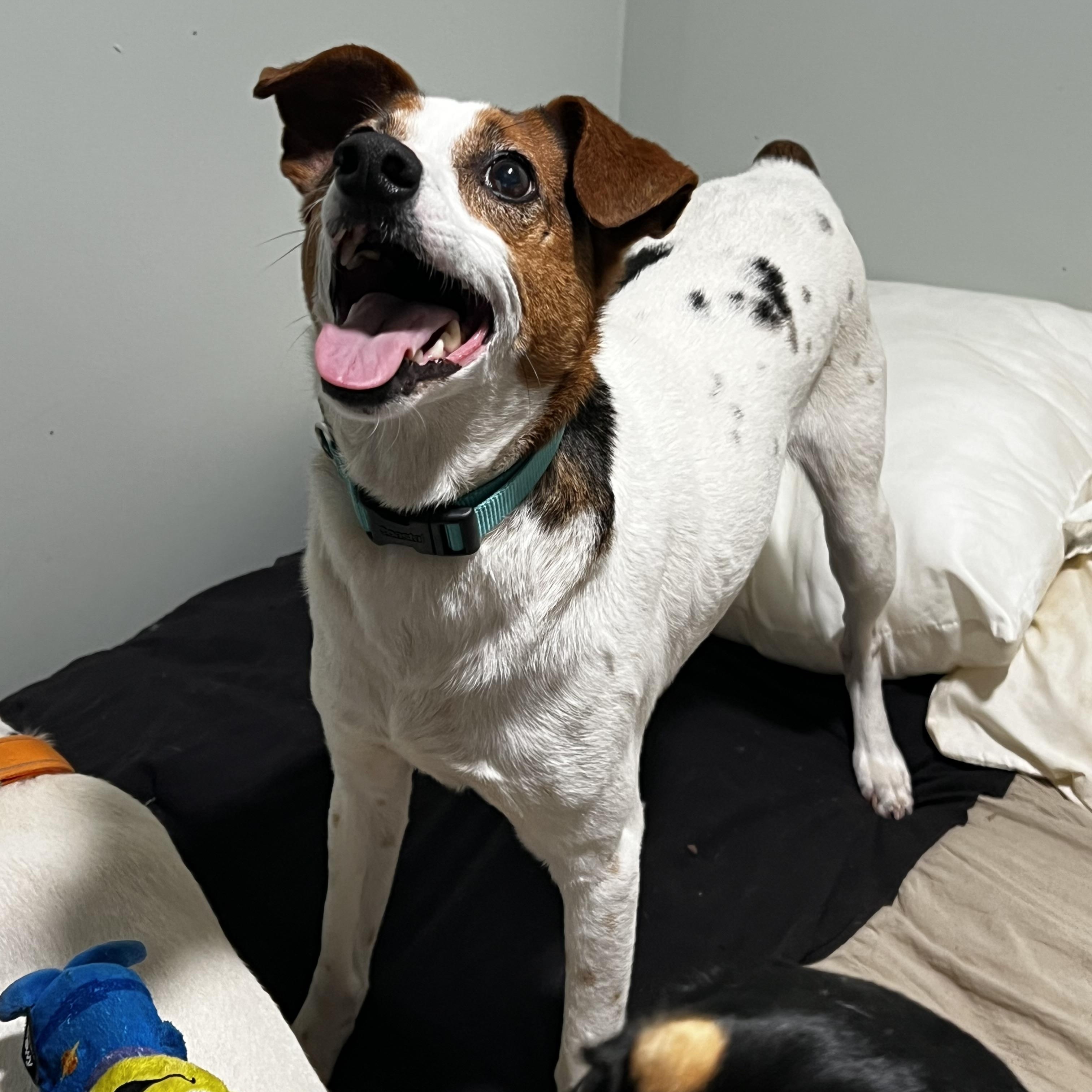 Enlarge Chico, a ADOPTABLE Feist in Myrtle, MS image 2/6