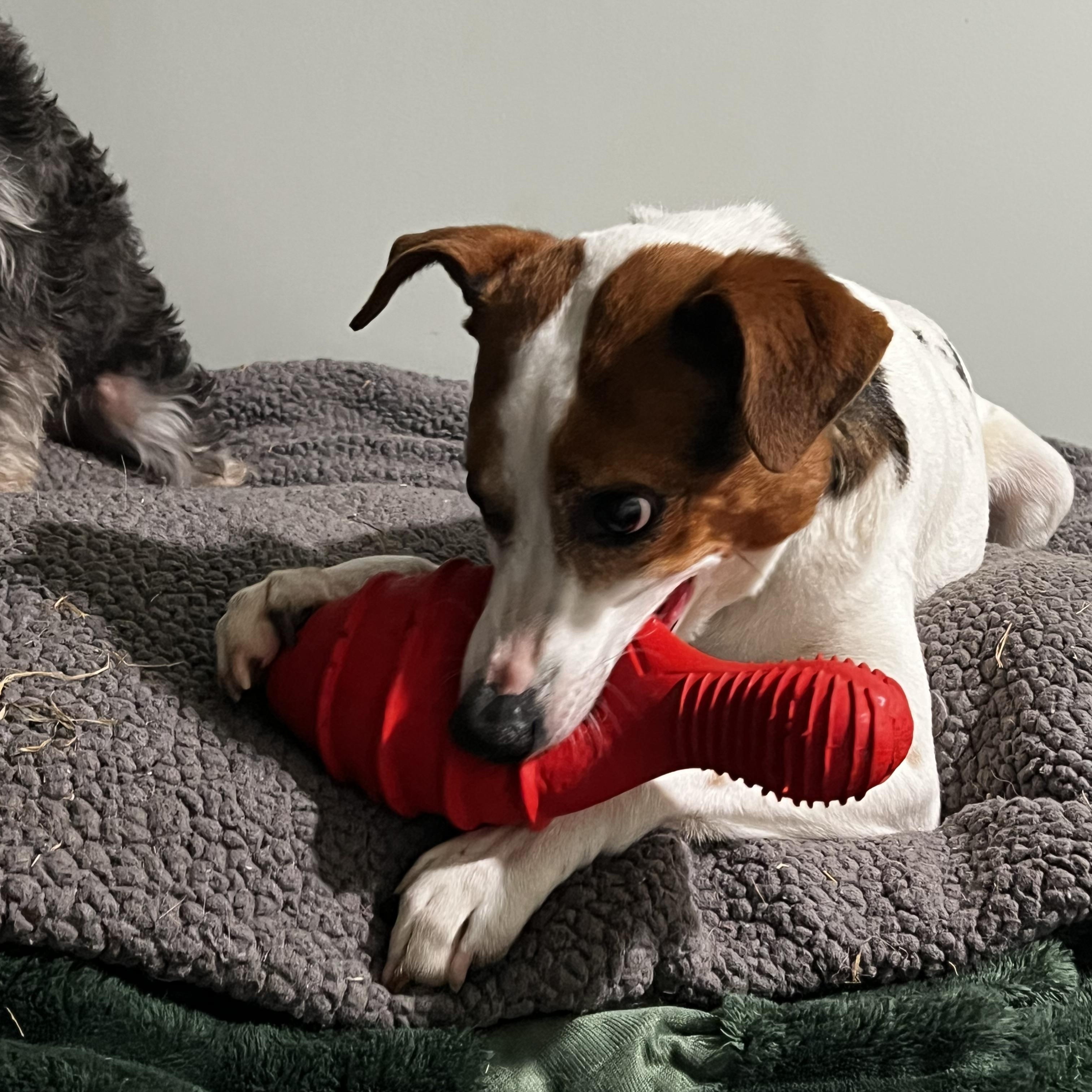 Enlarge Chico, a ADOPTABLE Feist in Myrtle, MS image 5/6