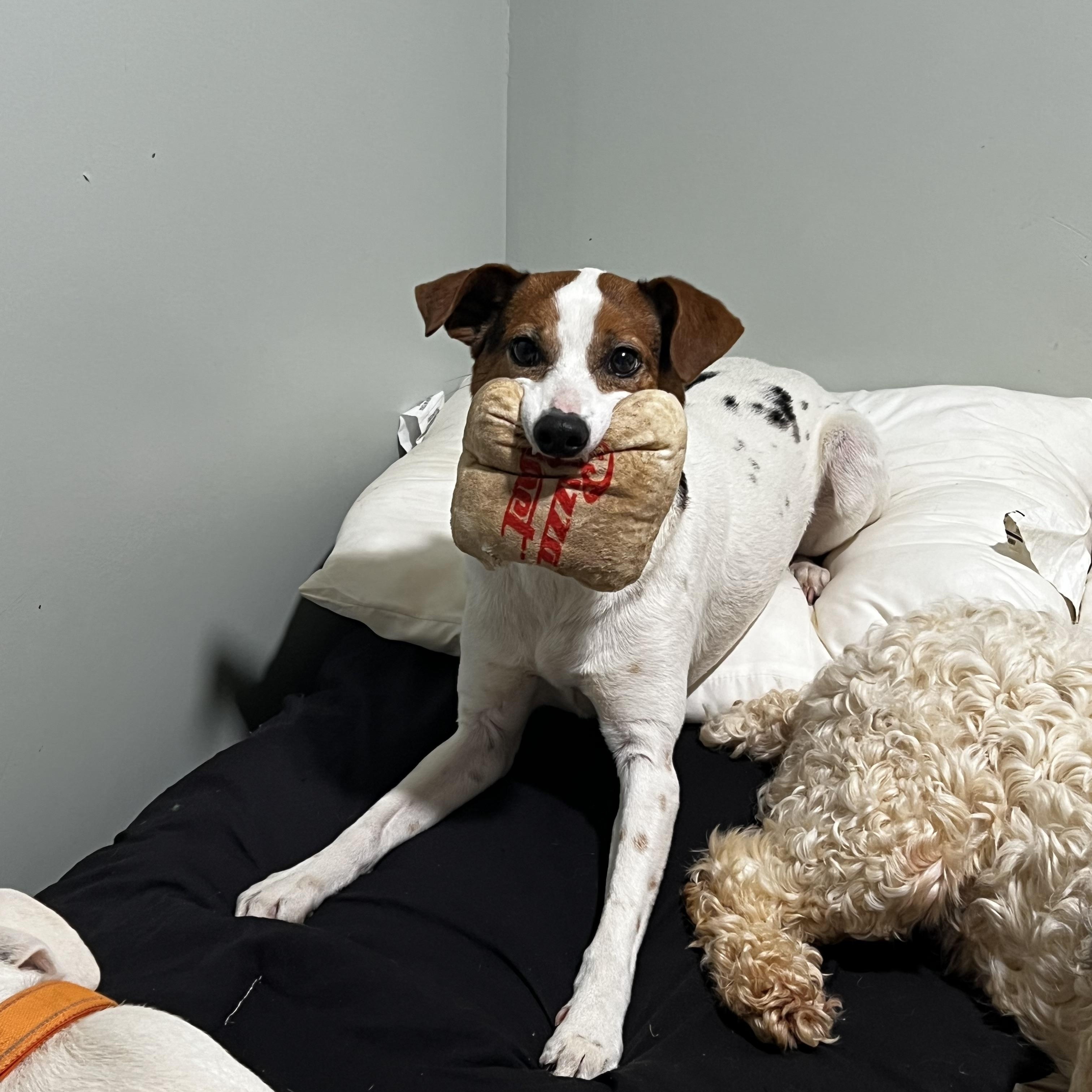 Enlarge Chico, a ADOPTABLE Feist in Myrtle, MS image 3/6