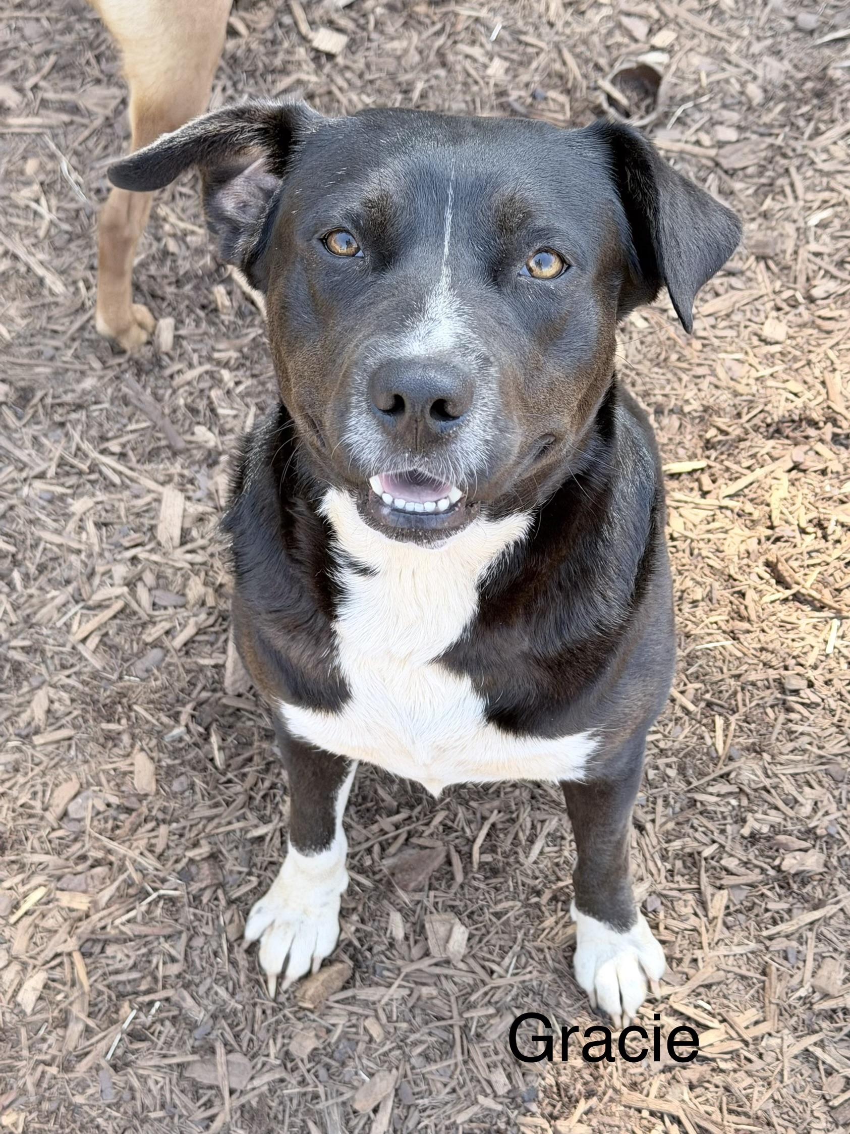 Enlarge Gracie Girl, a ADOPTABLE mixed breed in Sylacauga, AL image 1/1