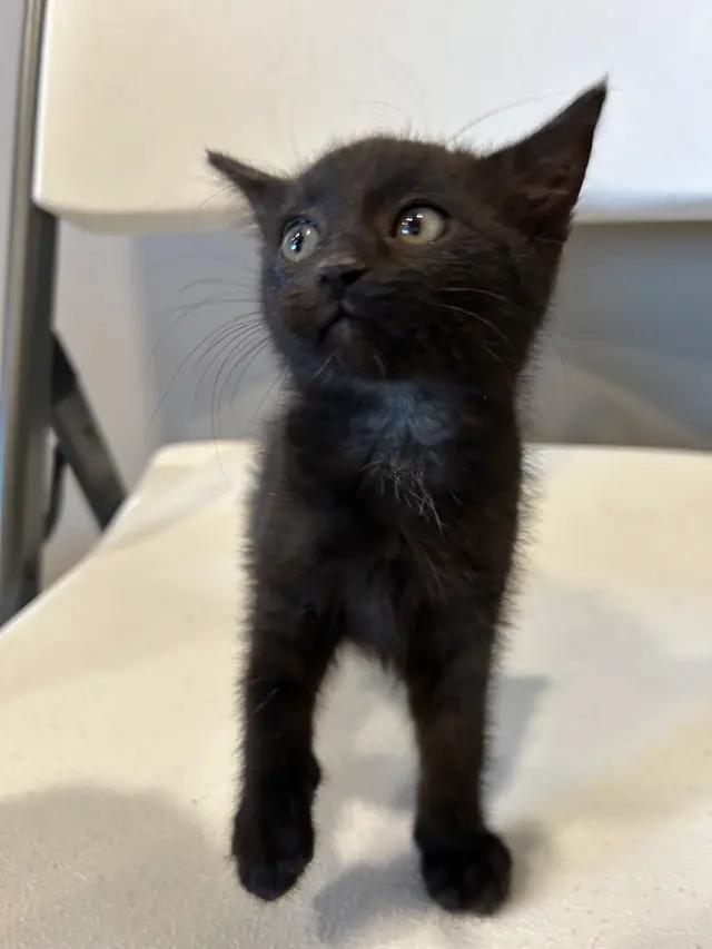 Peach, ADOPTABLE, Kitten Female Domestic Short Hair.