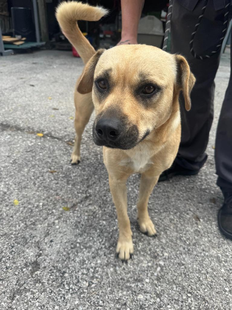 Enlarge Blondie, a Adoptable mixed breed in Russellville, KY image 1/2