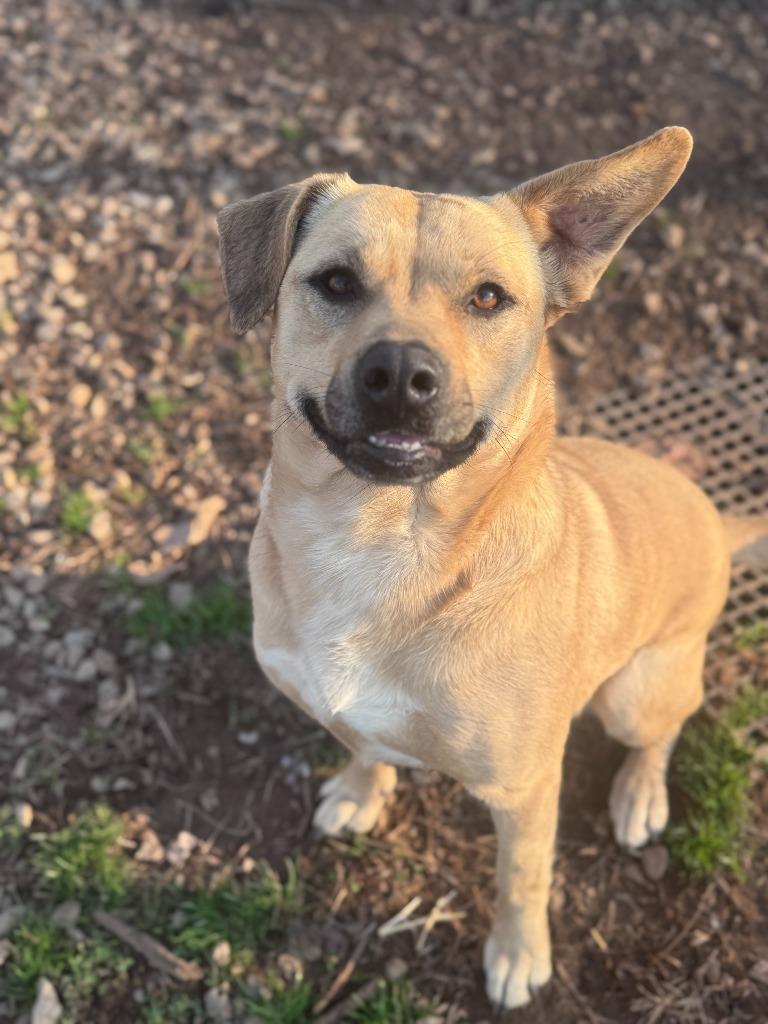 Enlarge Blondie, a Adoptable mixed breed in Russellville, KY image 1/5