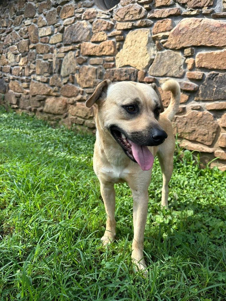 Blondie, Adoptable, Adult Female Labrador Retriever & Mixed Breed.