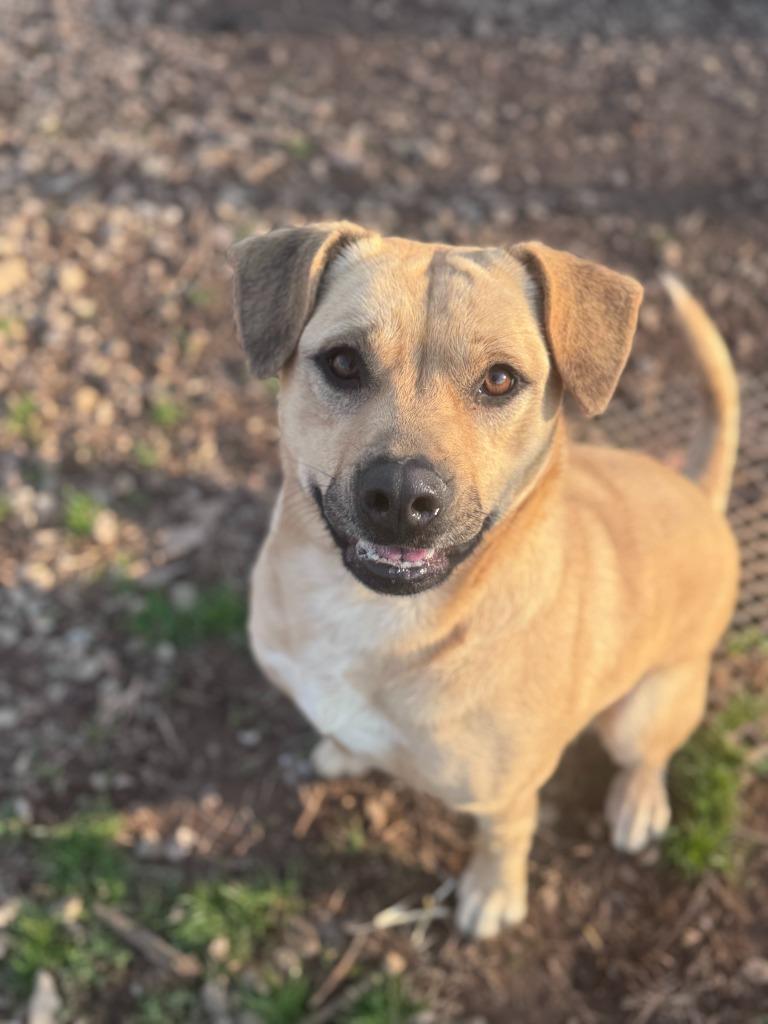 Enlarge Blondie, a Adoptable mixed breed in Russellville, KY image 3/5
