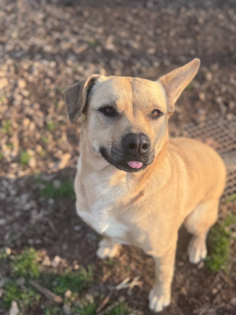 Enlarge Blondie, a Adoptable mixed breed in Russellville, KY image 5/5