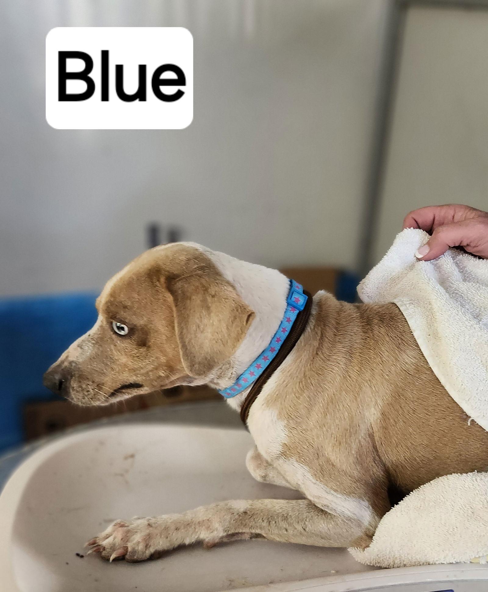 Blue — thumbnail 2