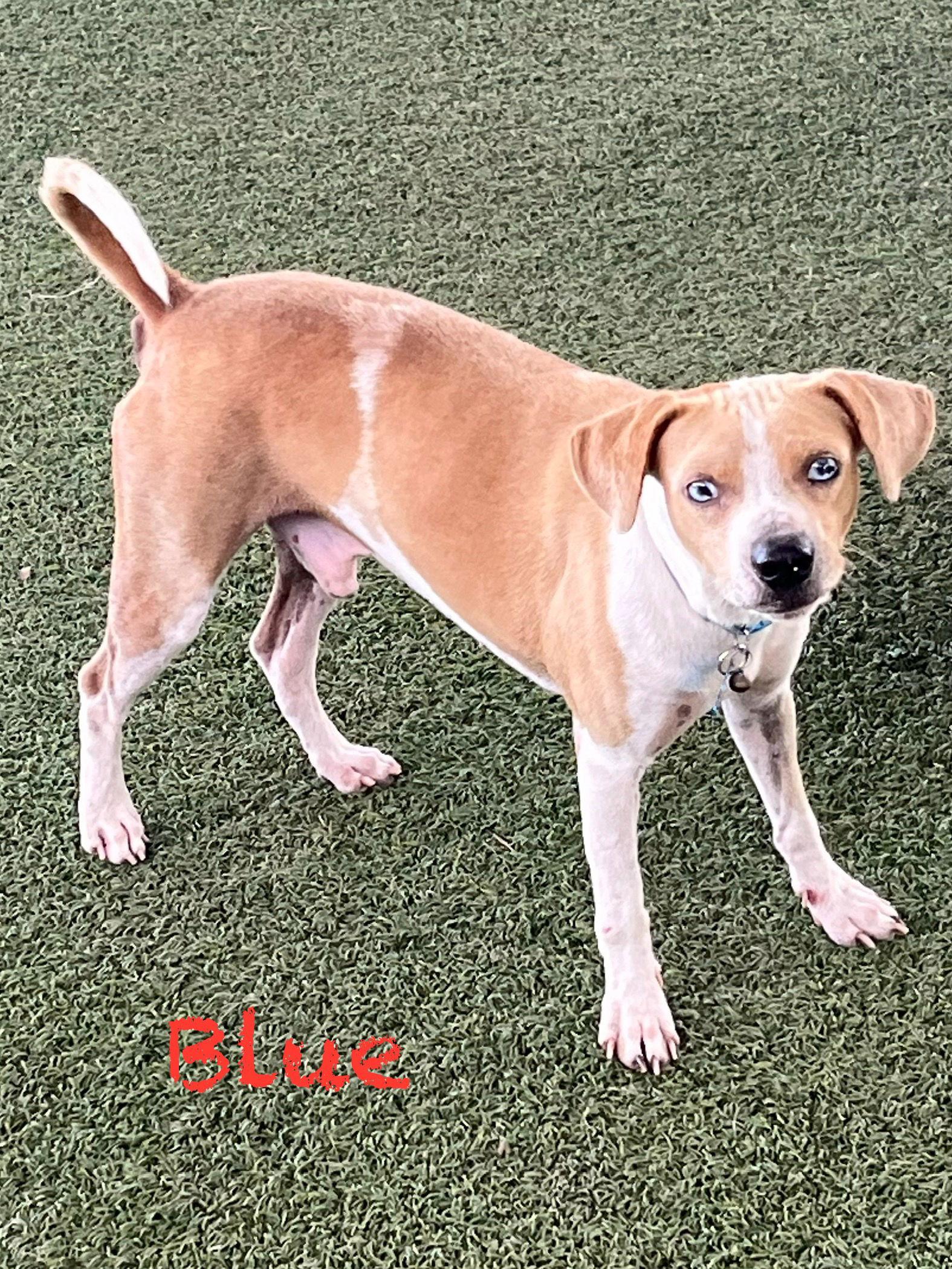 Blue — thumbnail 3