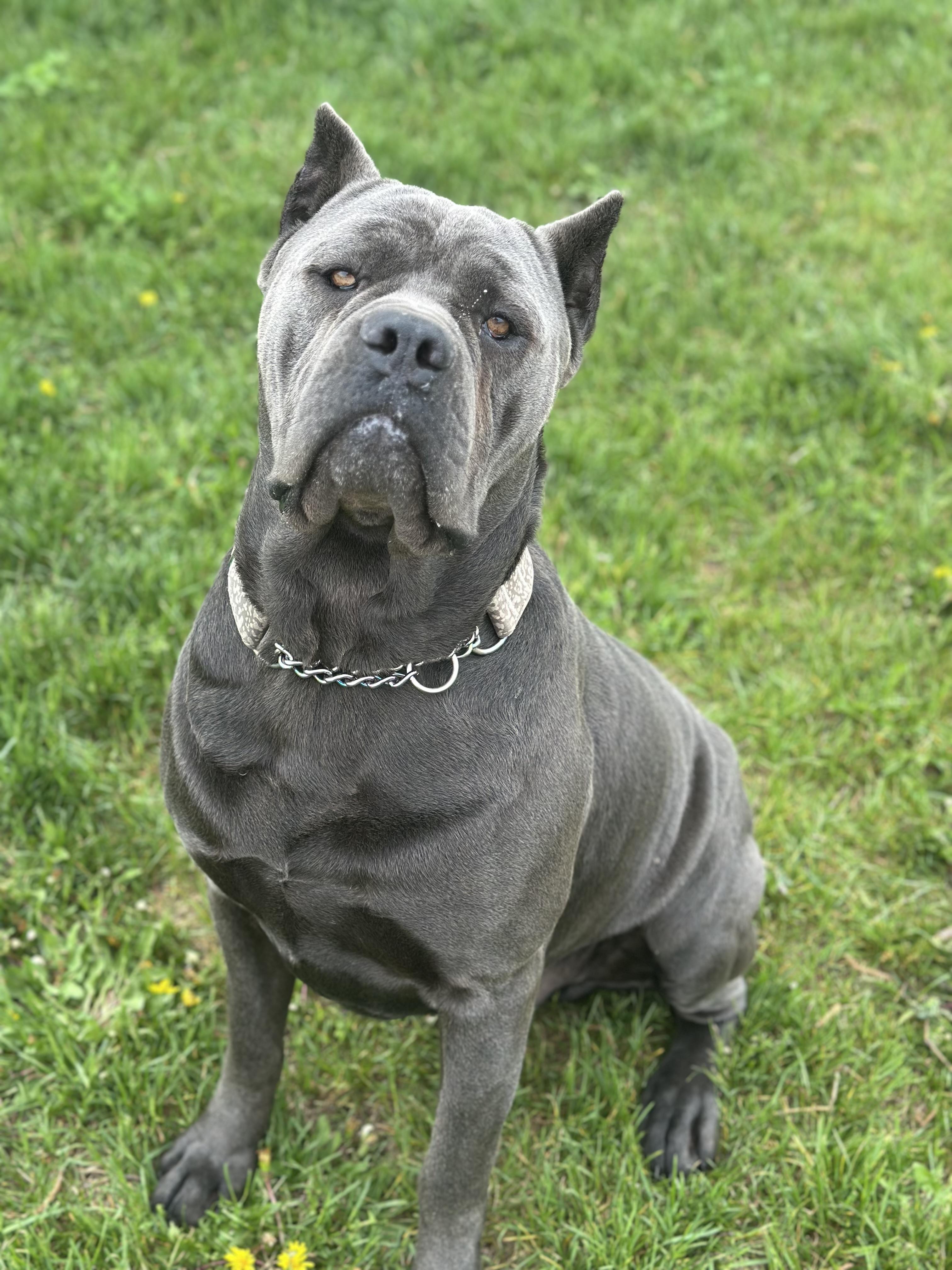 Sprinkles, an adoptable Cane Corso in Alliston, ON, L0G 1A0 | Photo Image 2
