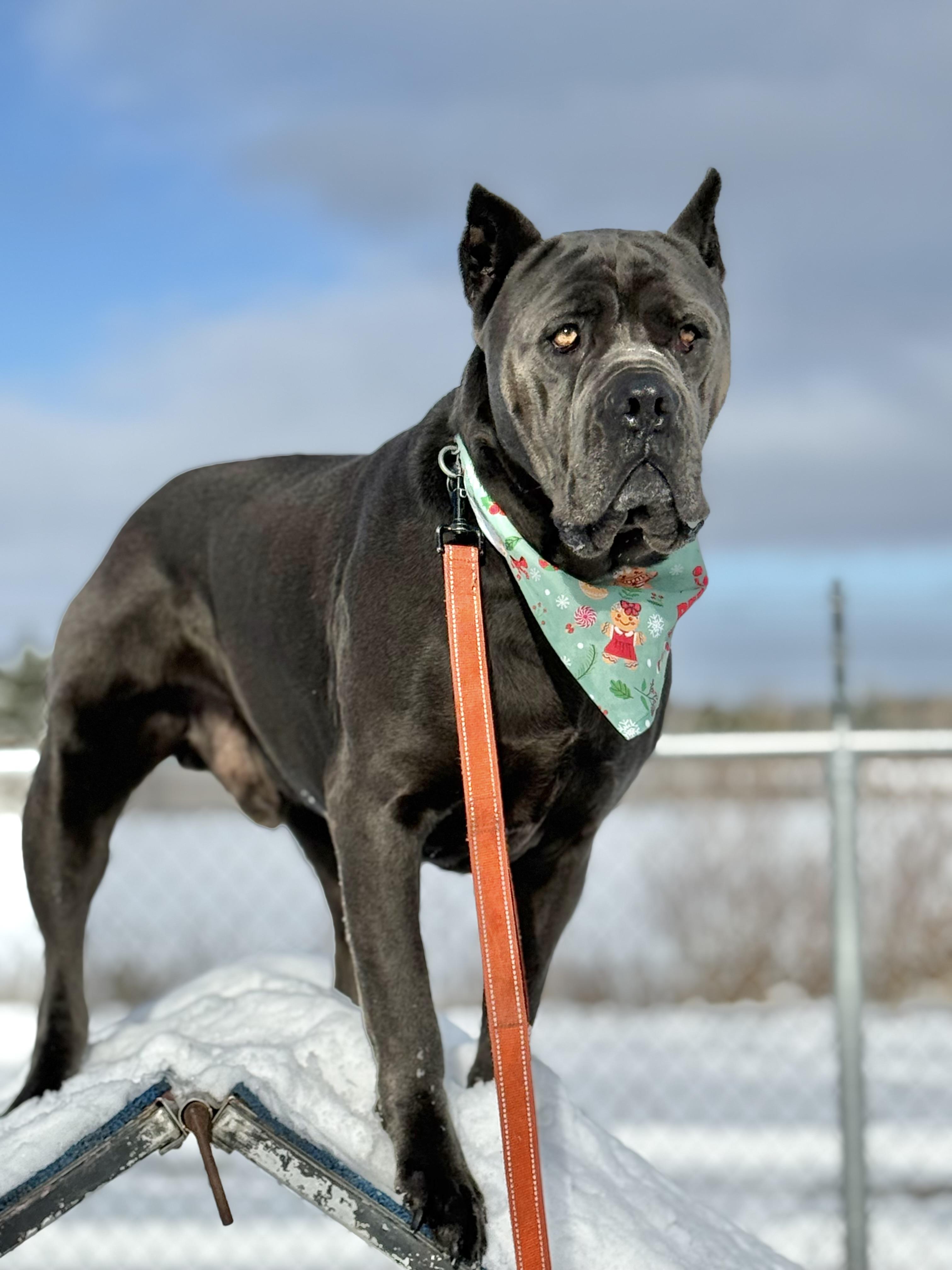 Sprinkles, Adoptable, Adult Male Cane Corso.