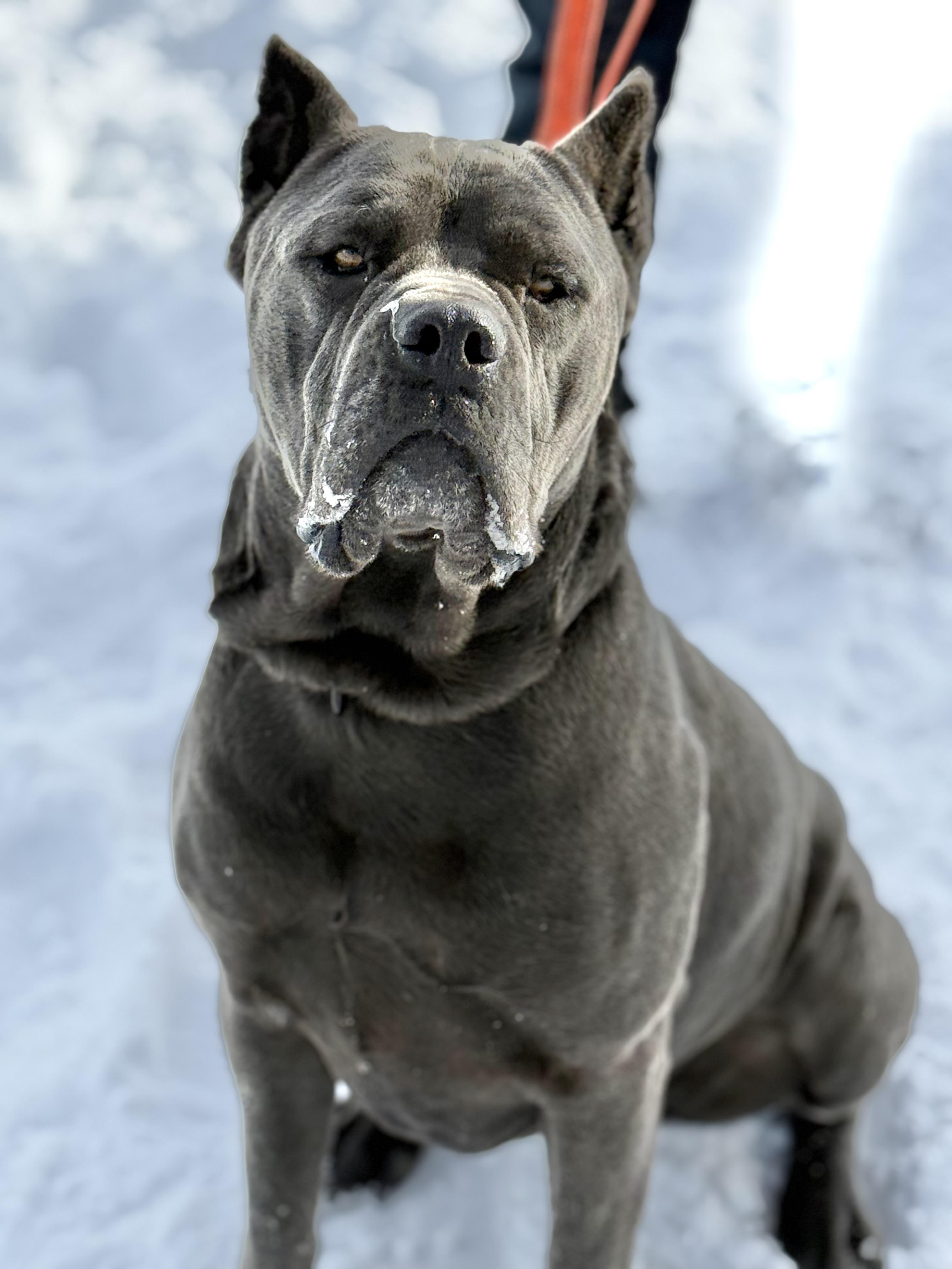 Sprinkles, a Adoptable Cane Corso in Alliston, ON image 2/6