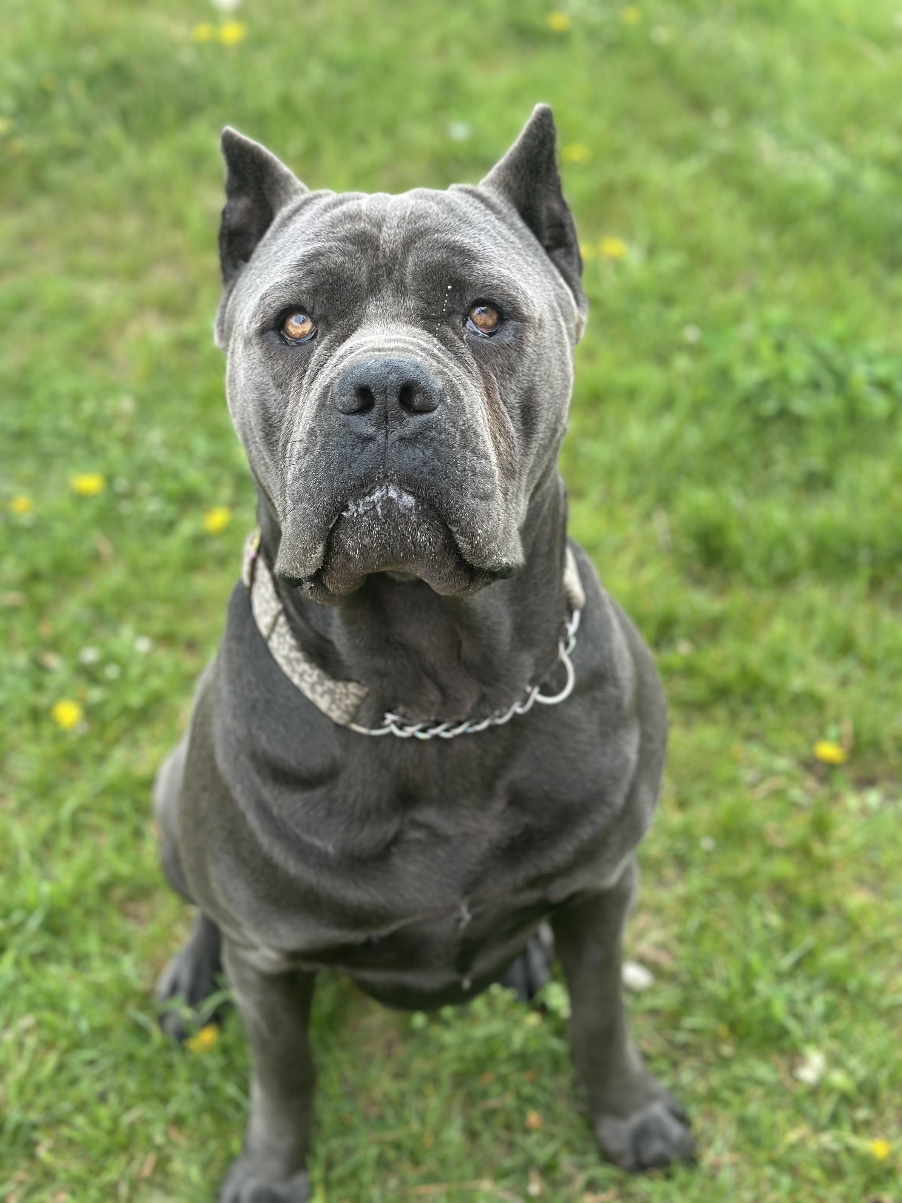 Sprinkles, Adult Male Cane Corso