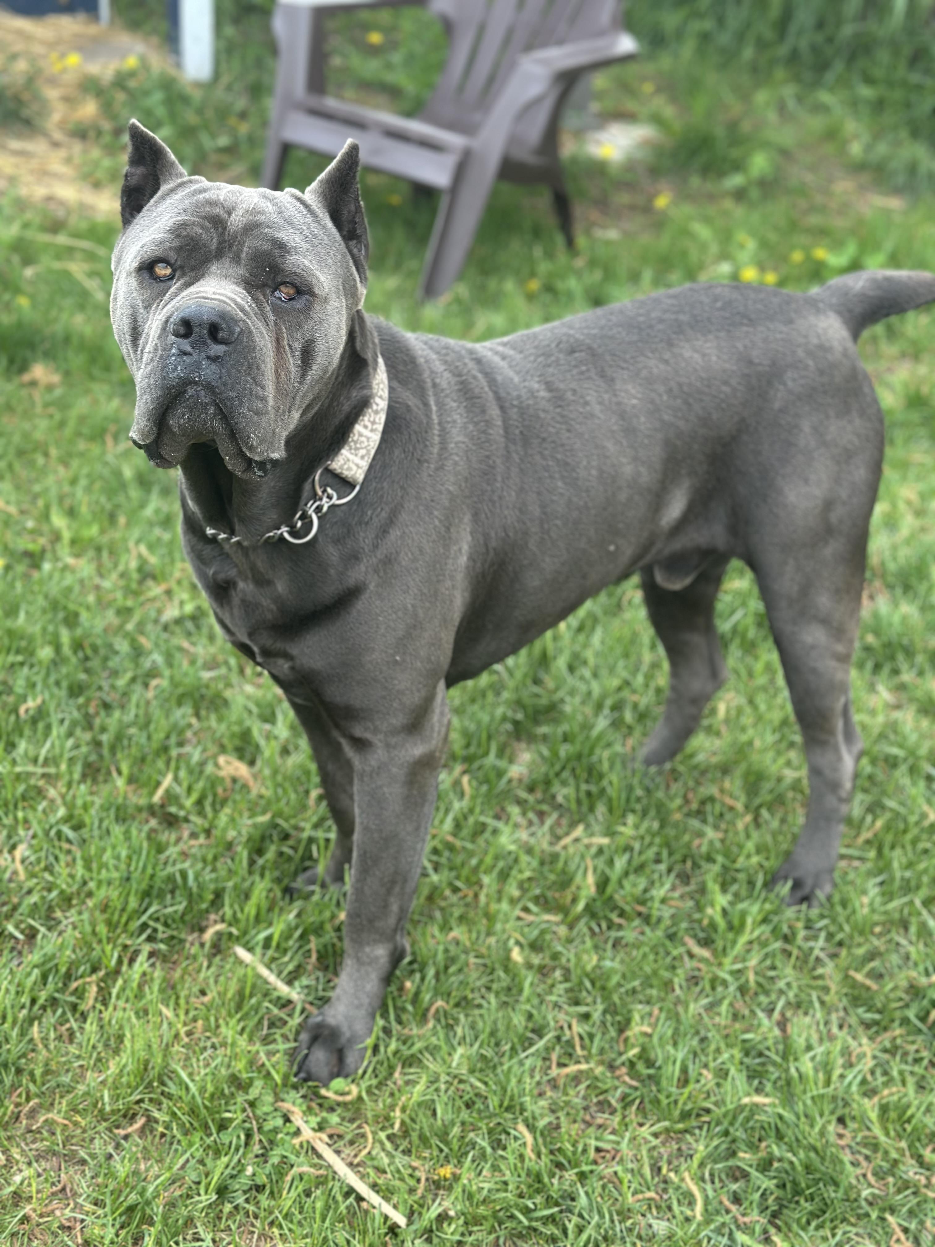 Sprinkles, an adoptable Cane Corso in Alliston, ON, L0G 1A0 | Photo Image 4