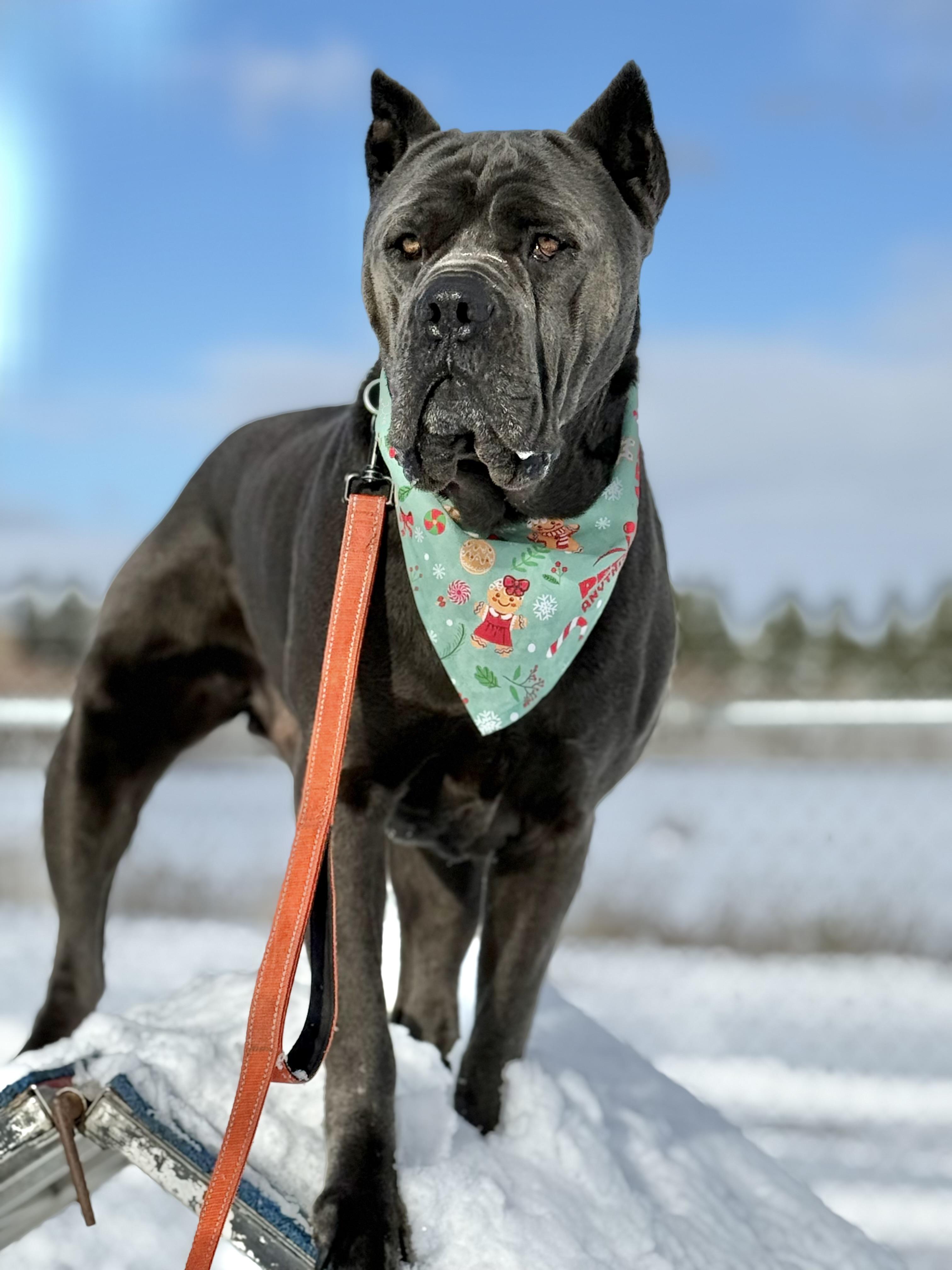 Sprinkles, a Adoptable Cane Corso in Alliston, ON image 4/6