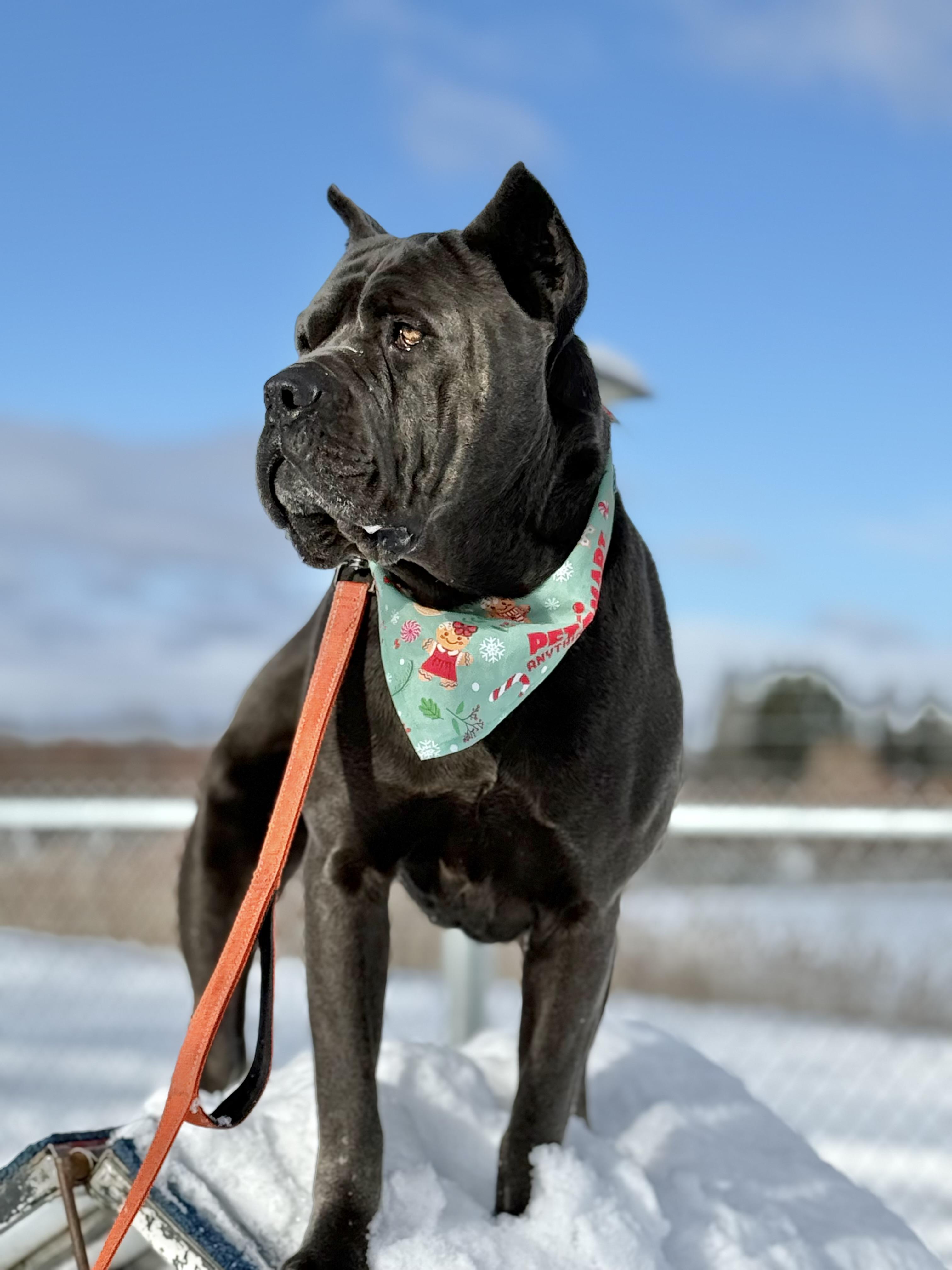Sprinkles, a Adoptable Cane Corso in Alliston, ON image 5/6